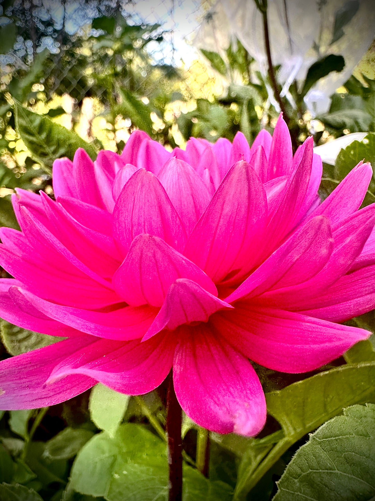 Hollyhill Sweet 16 - Waterlily Dahlia Tuber