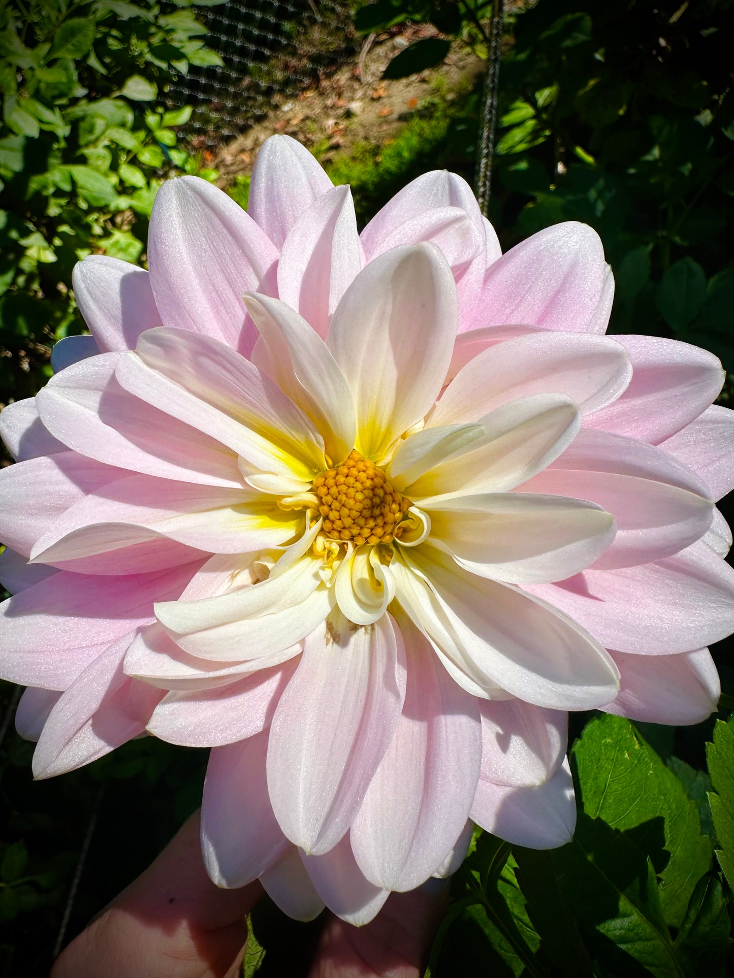 Bracken Ballerina - Waterlily Dahlia Tuber