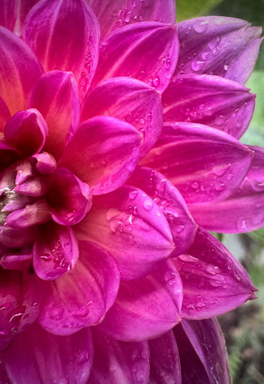 Sandia Nocturne - Waterlily Dahlia Tuber