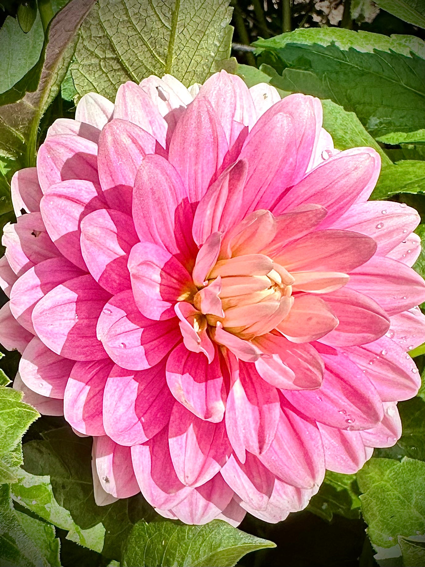 Hollyhill Pink Parfait - Waterlily Dahlia Tuber