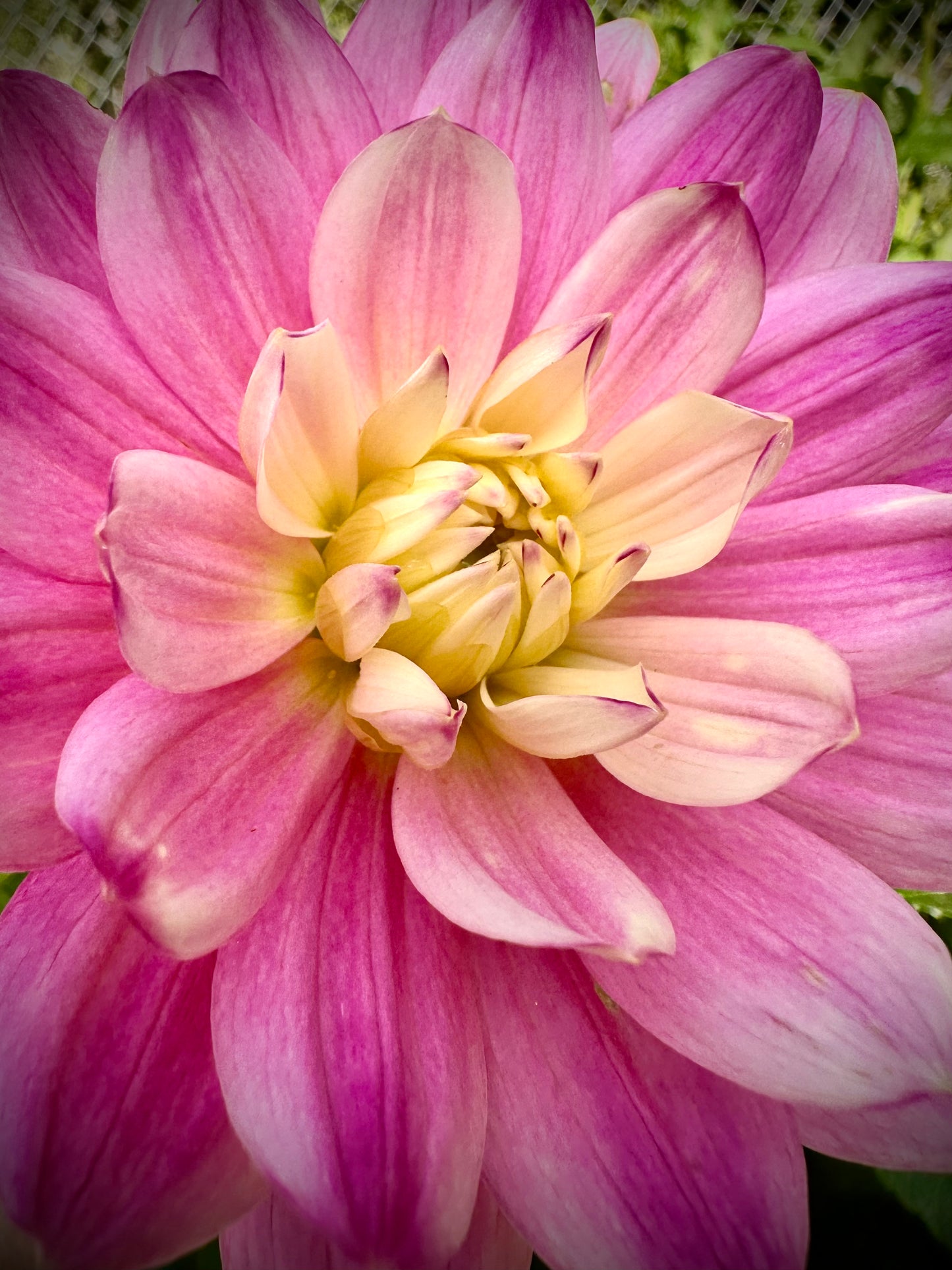 Hollyhill Pink Martini - Waterlily Dahlia Tuber
