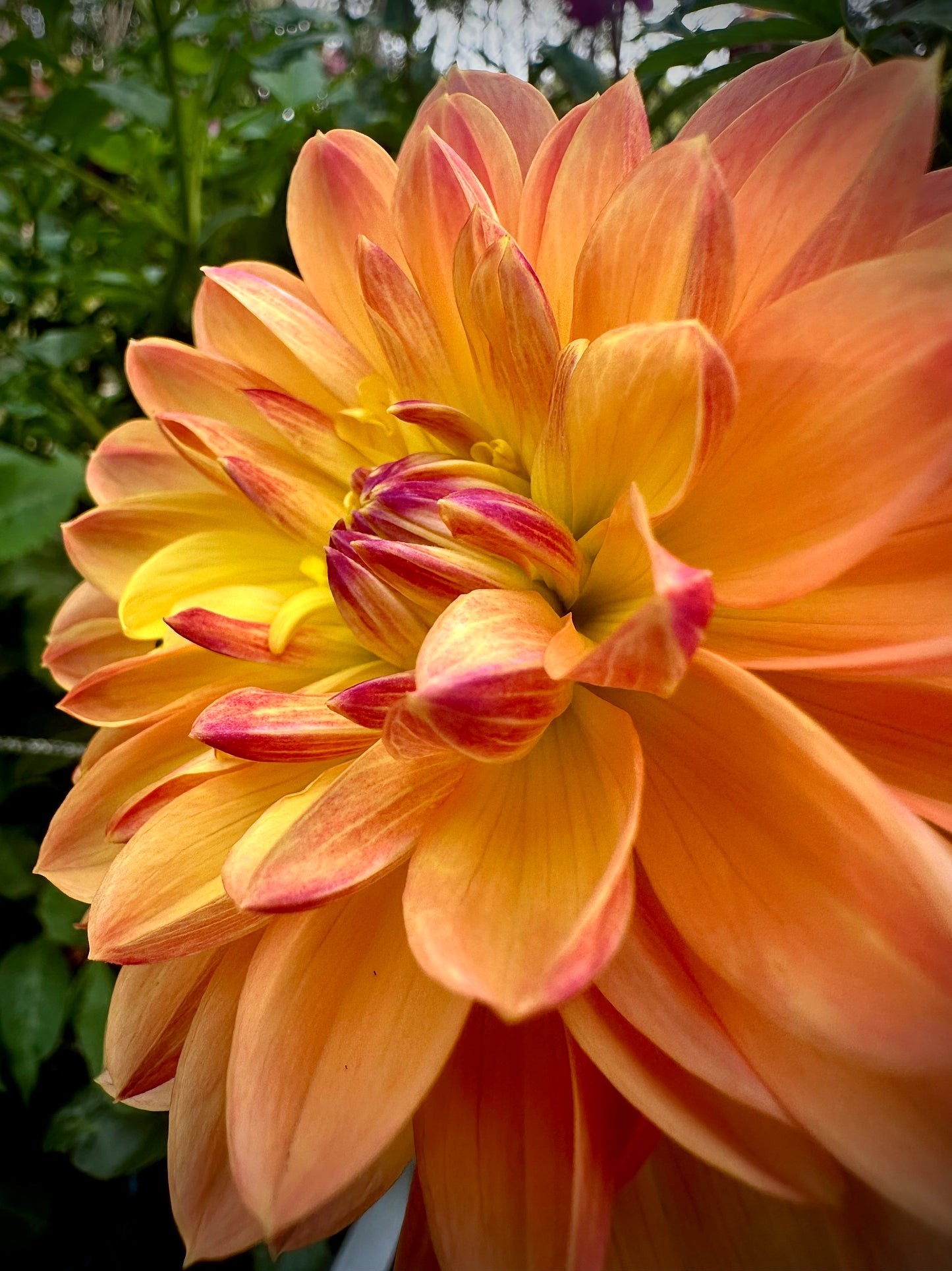 Pam Howden - Waterlily Dahlia Tuber
