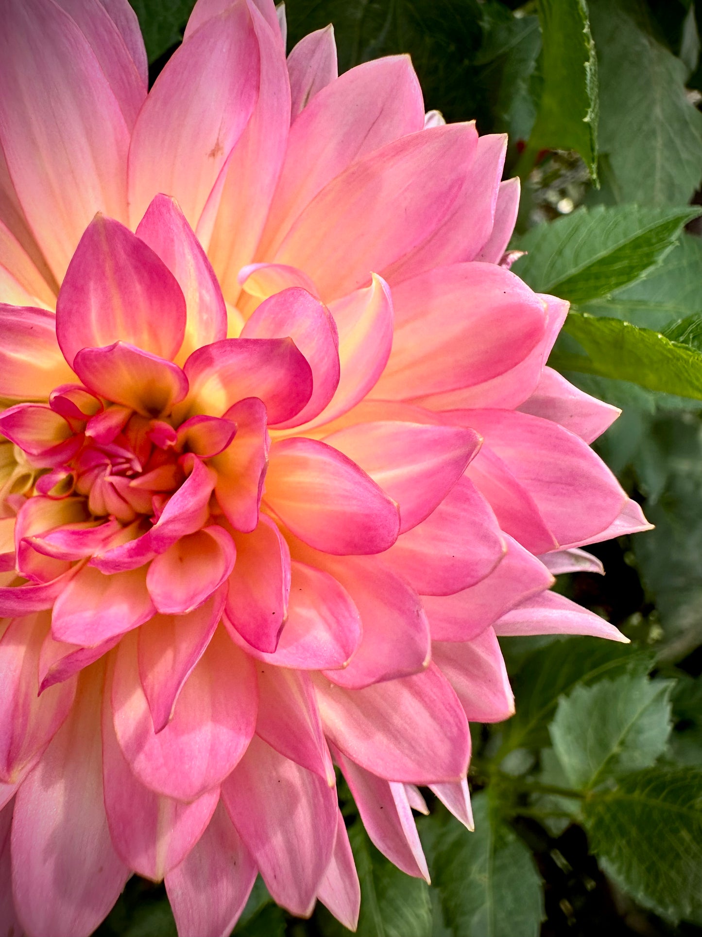 Ruthie G - Waterlily Dahlia Tuber