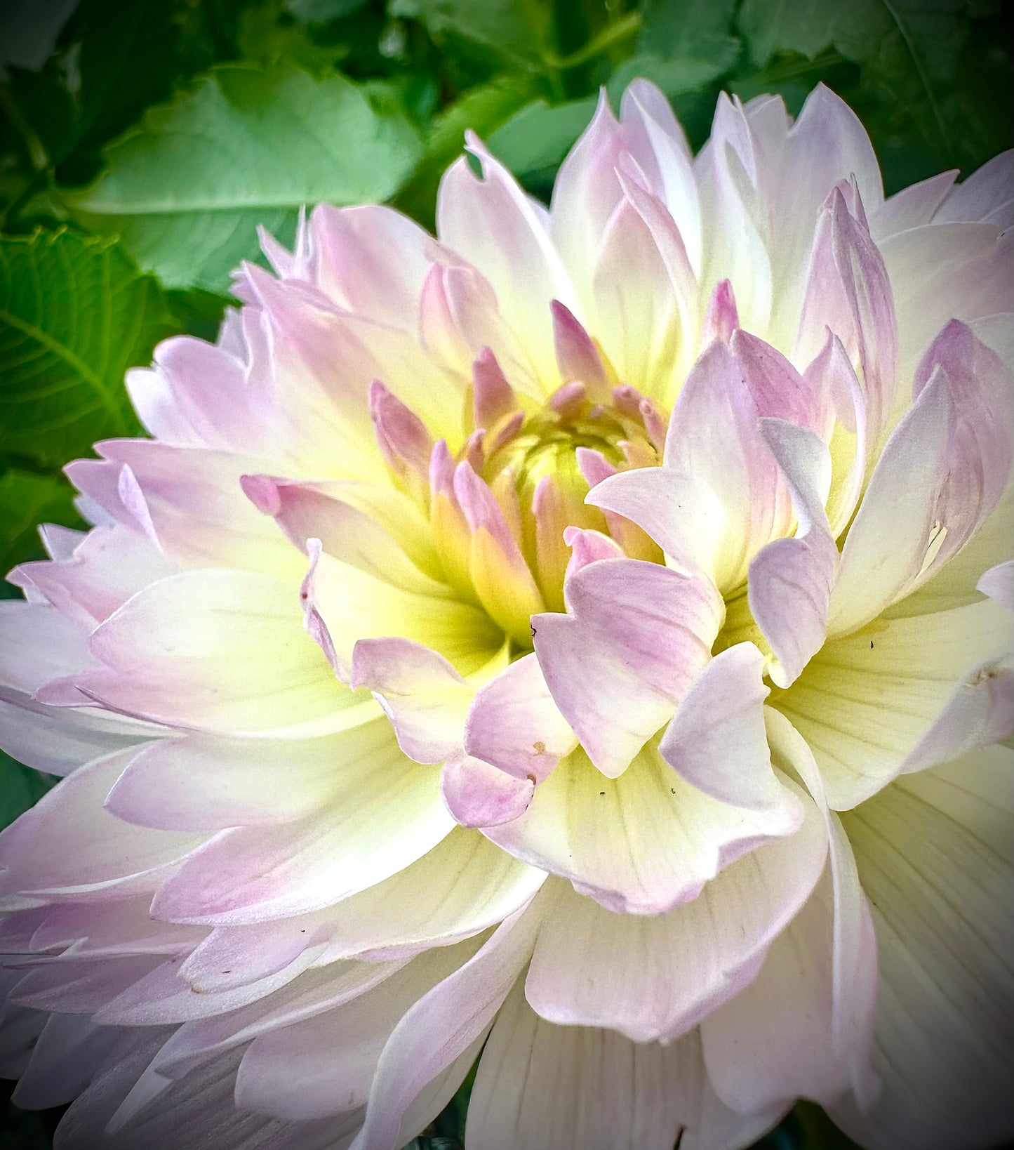 Hollyhill Lilibet - Waterlily Dahlia Tuber