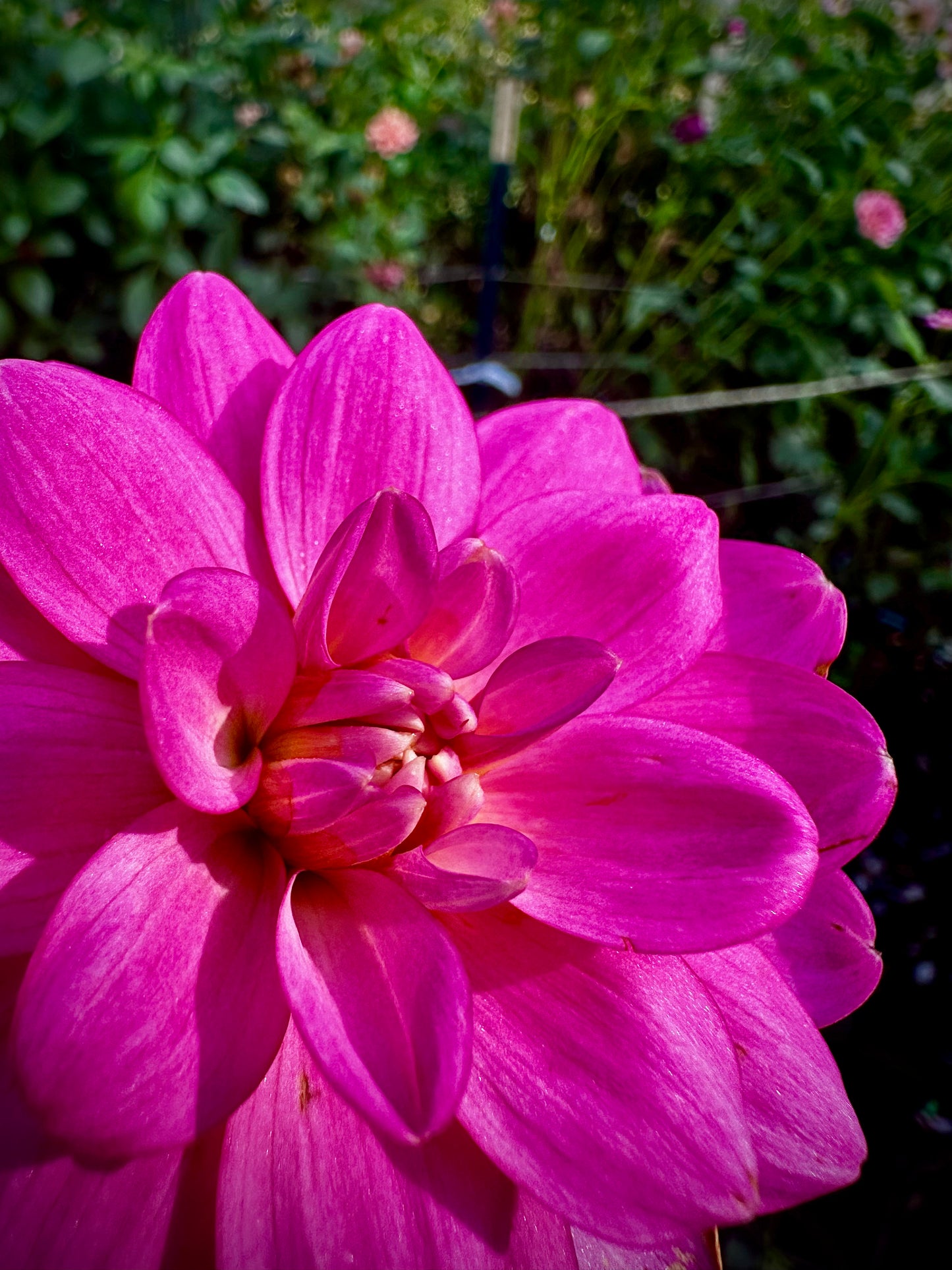 Cutie Patootie - Waterlily Dahlia Tuber