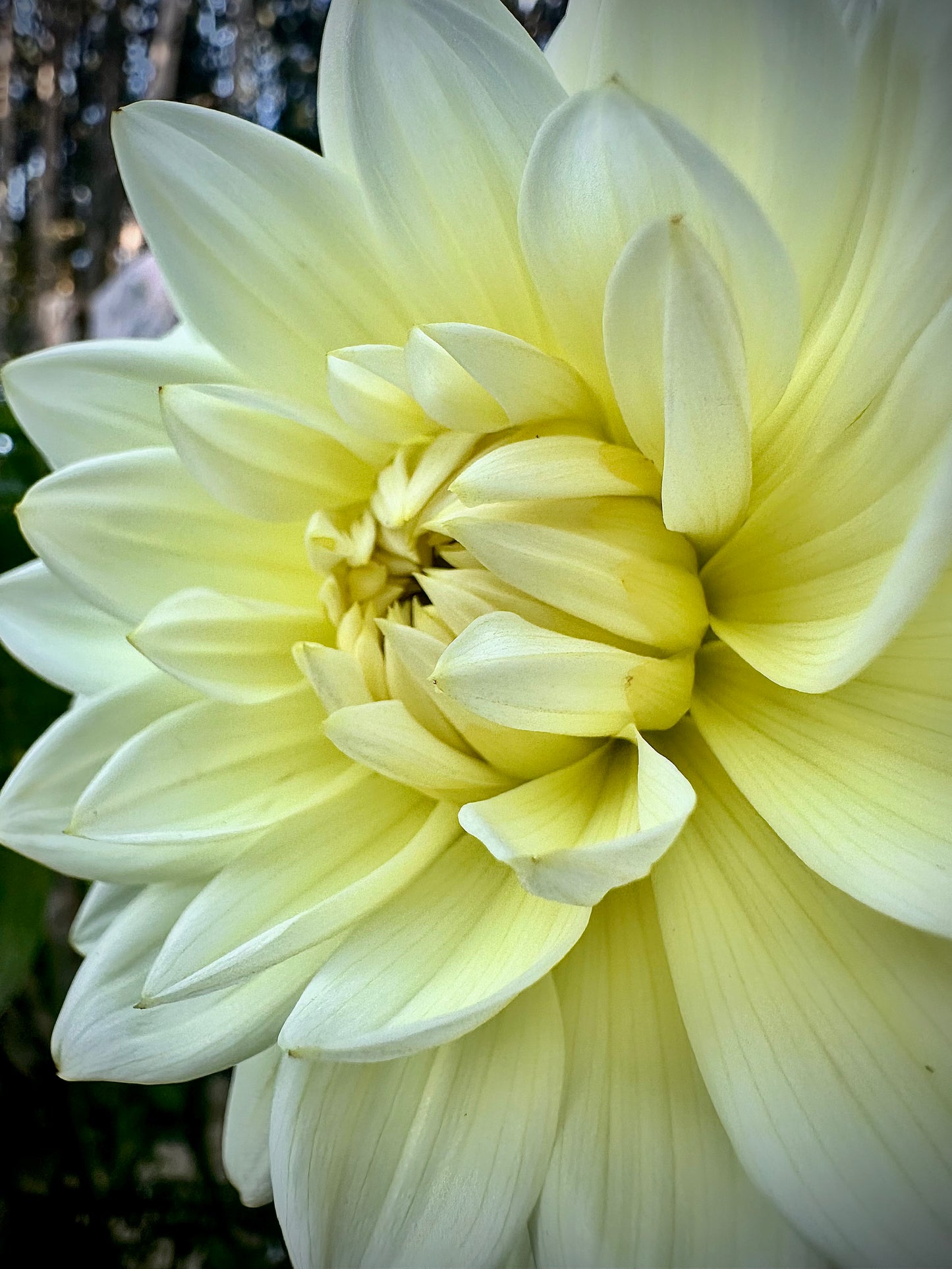 Sandia Showboat - Waterlily Dahlia Tuber
