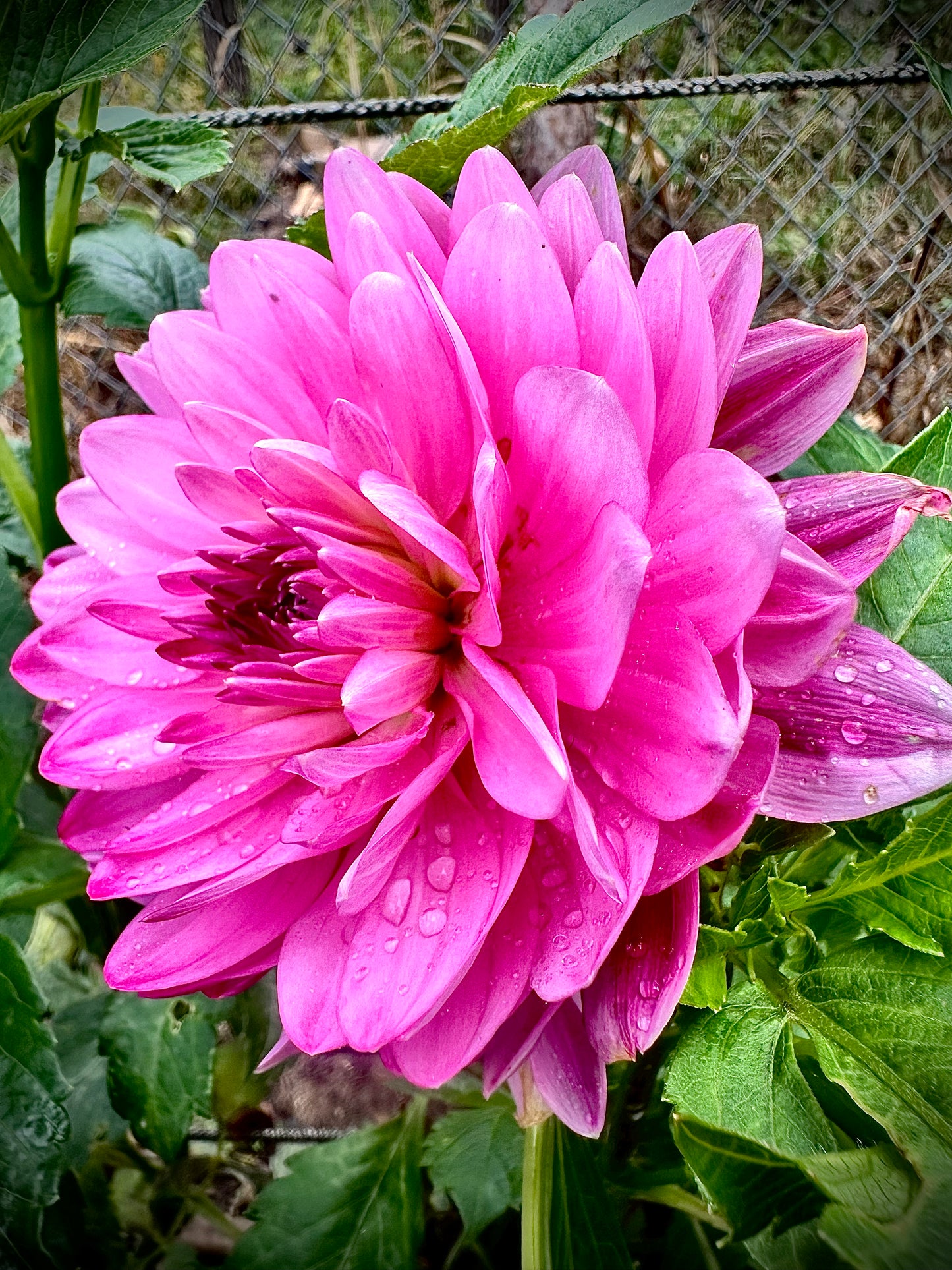 Felida Mermaid - Waterlily Dahlia Tuber