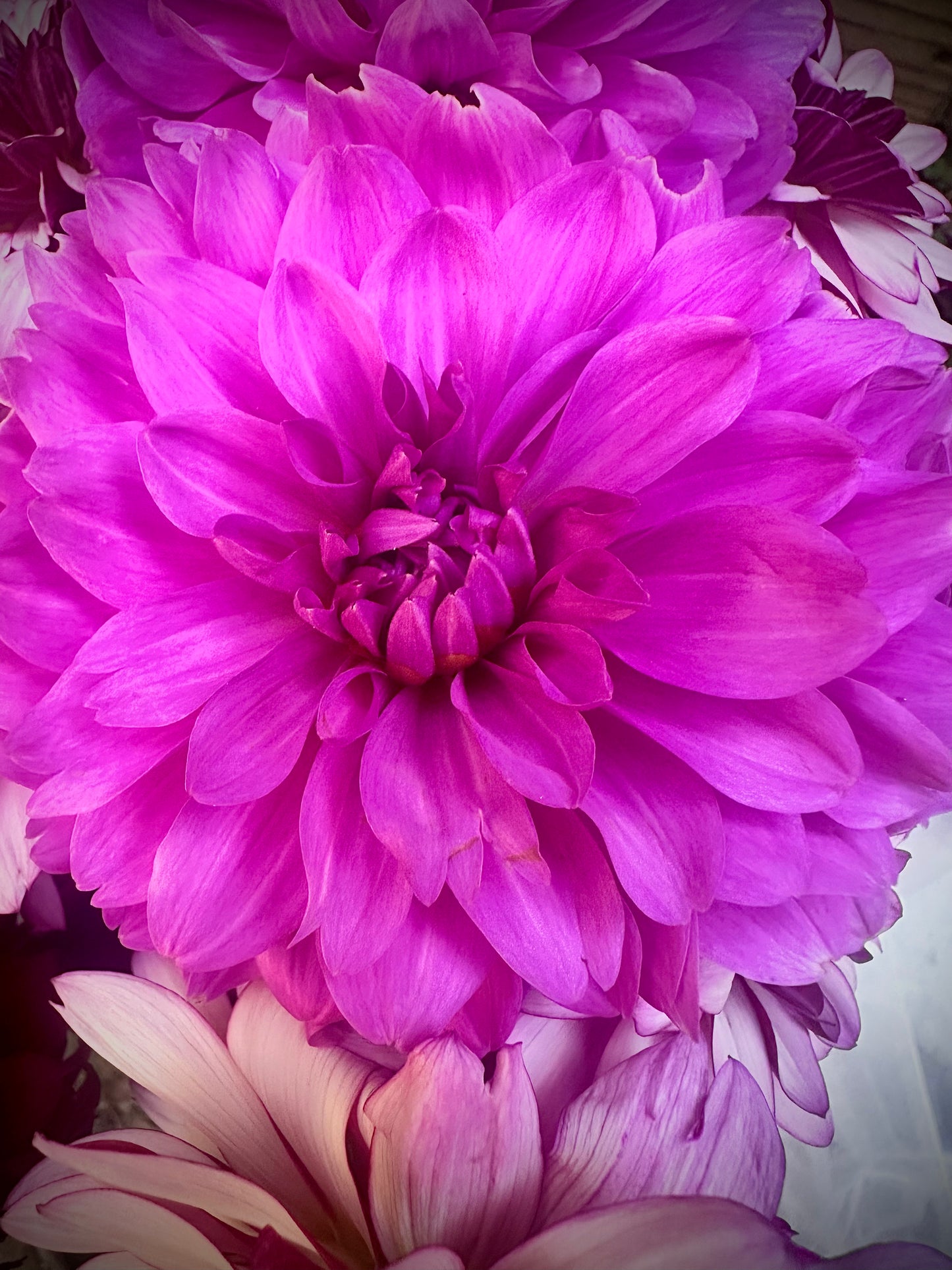 Karma Lagoon - Waterlily Dahlia Tuber
