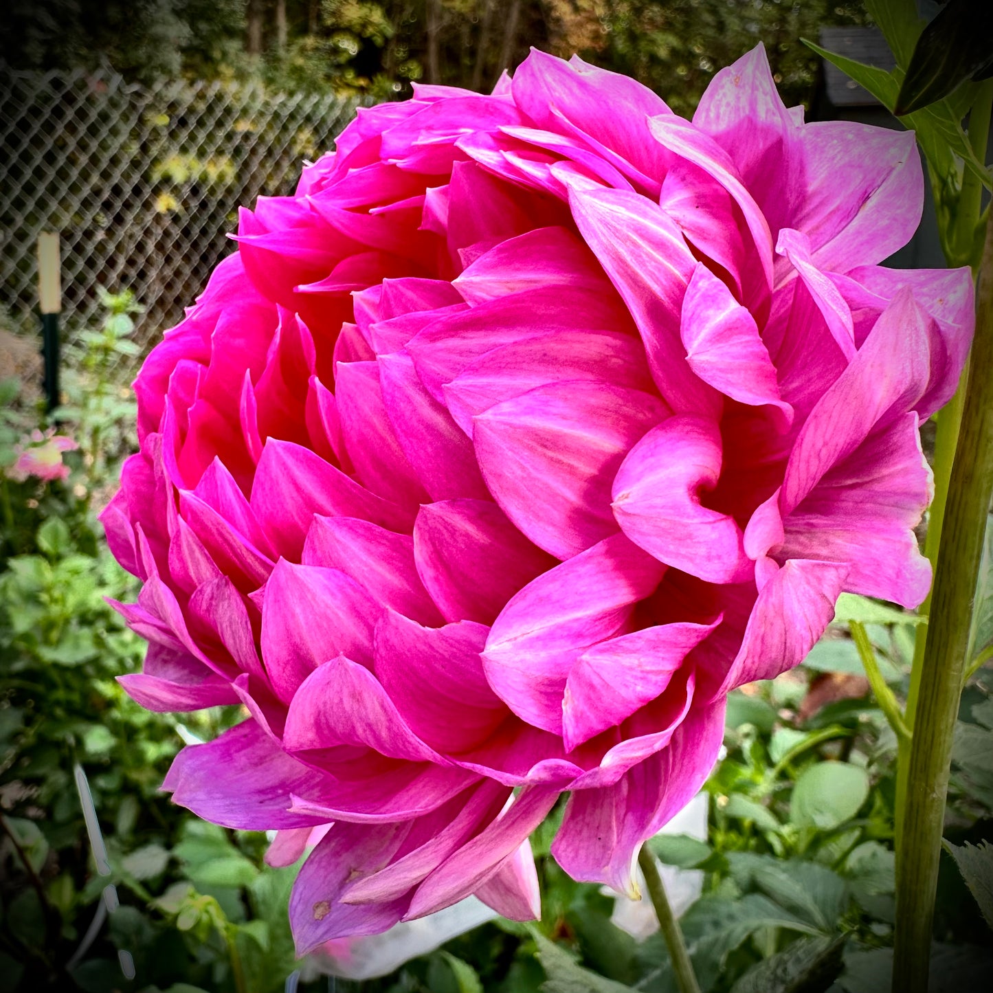 Sandia Cancan - Waterlily Dahlia Tuber