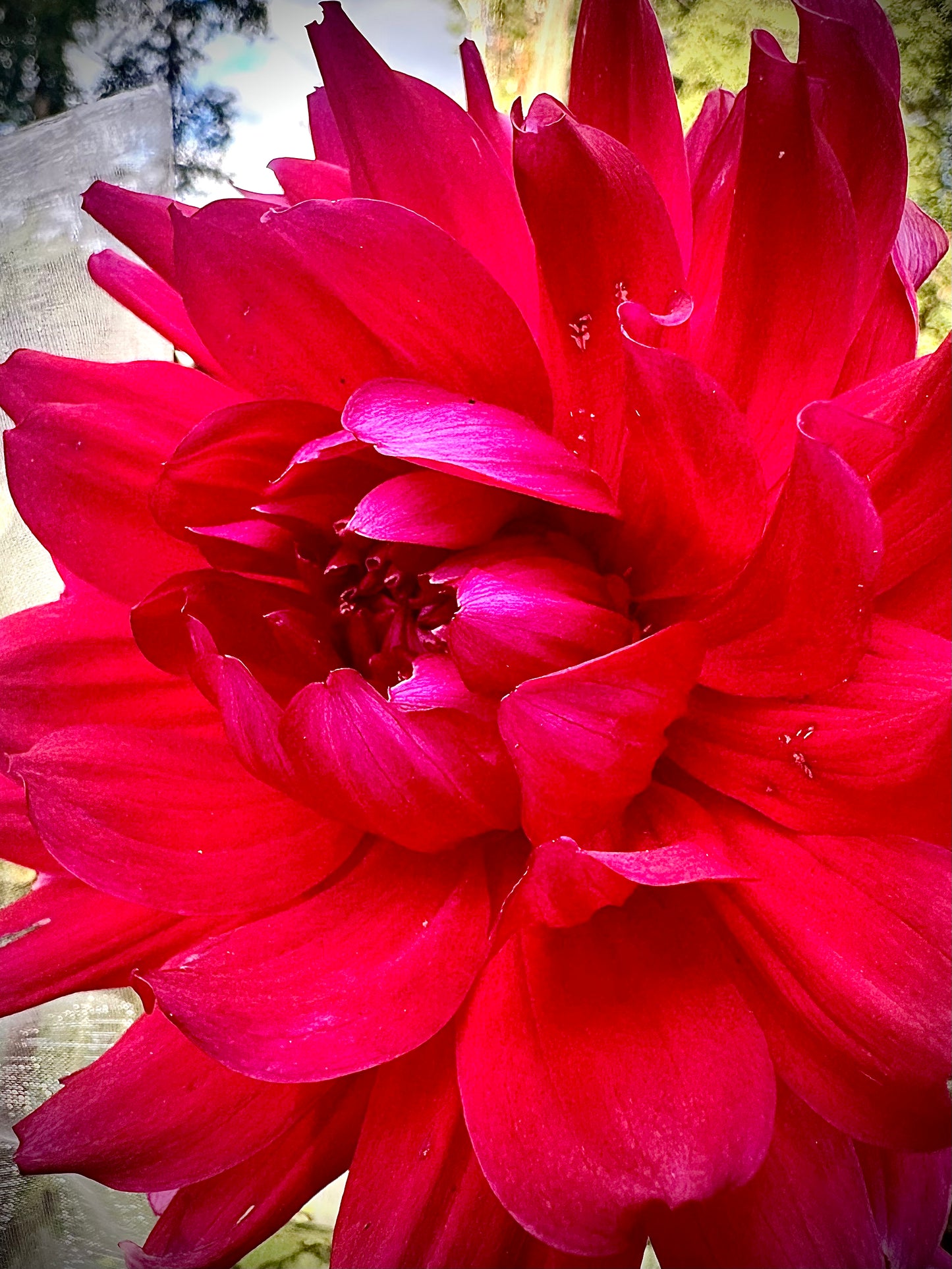 Hollyhill Pandora - Waterlily Dahlia Tuber