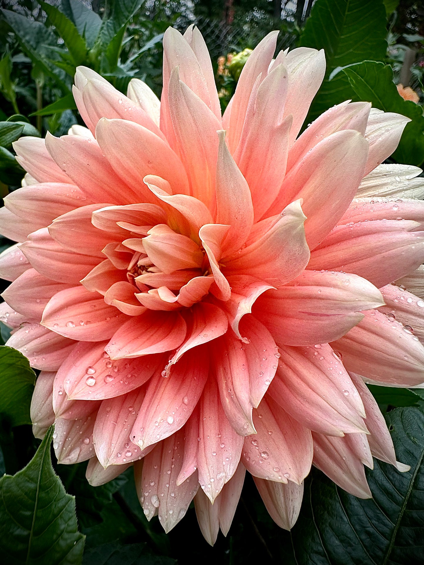 Carolina Wageman - Waterlily Dahlia Tuber
