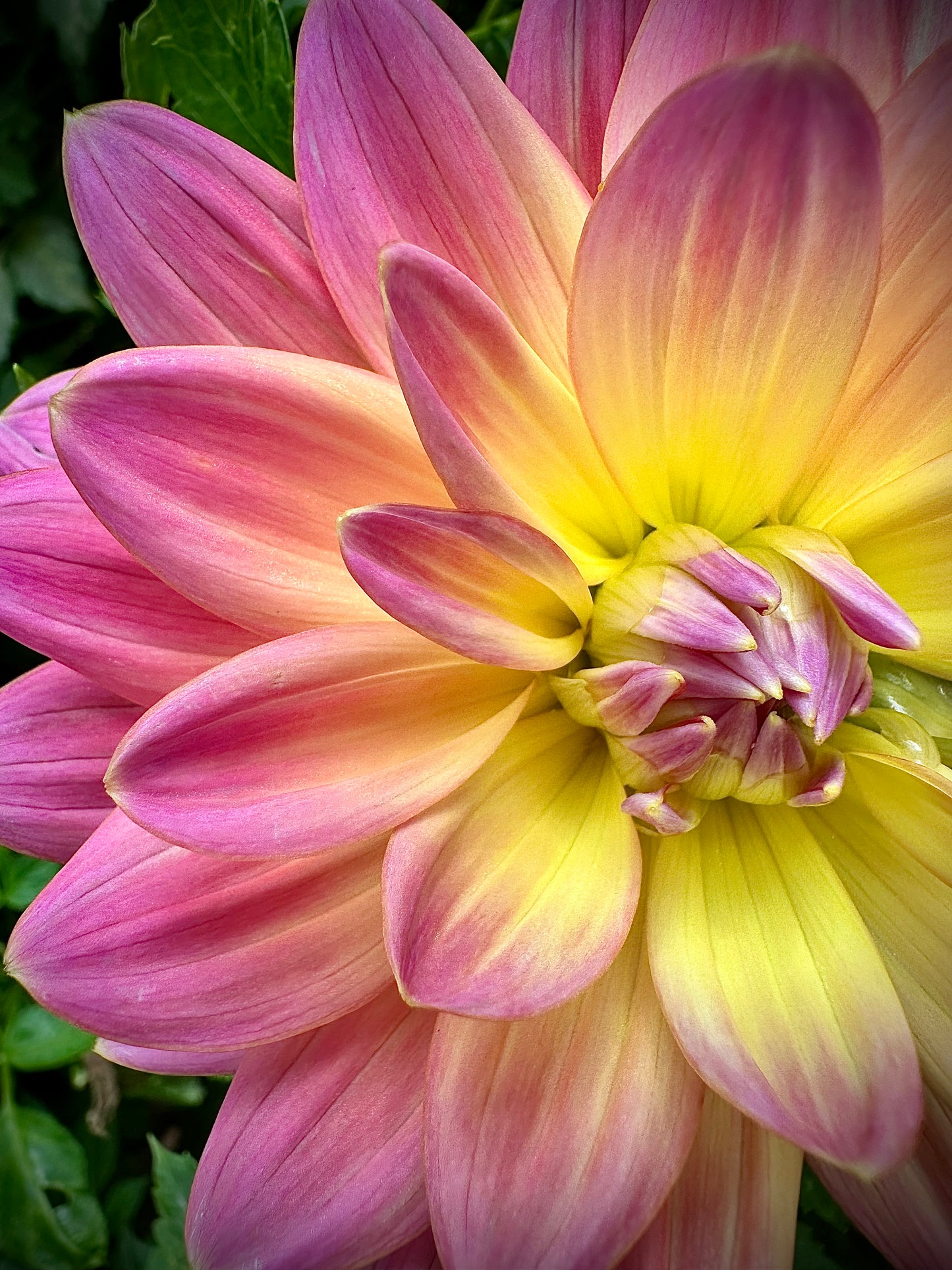 Ken's Rarity - Waterlily Dahlia Tuber
