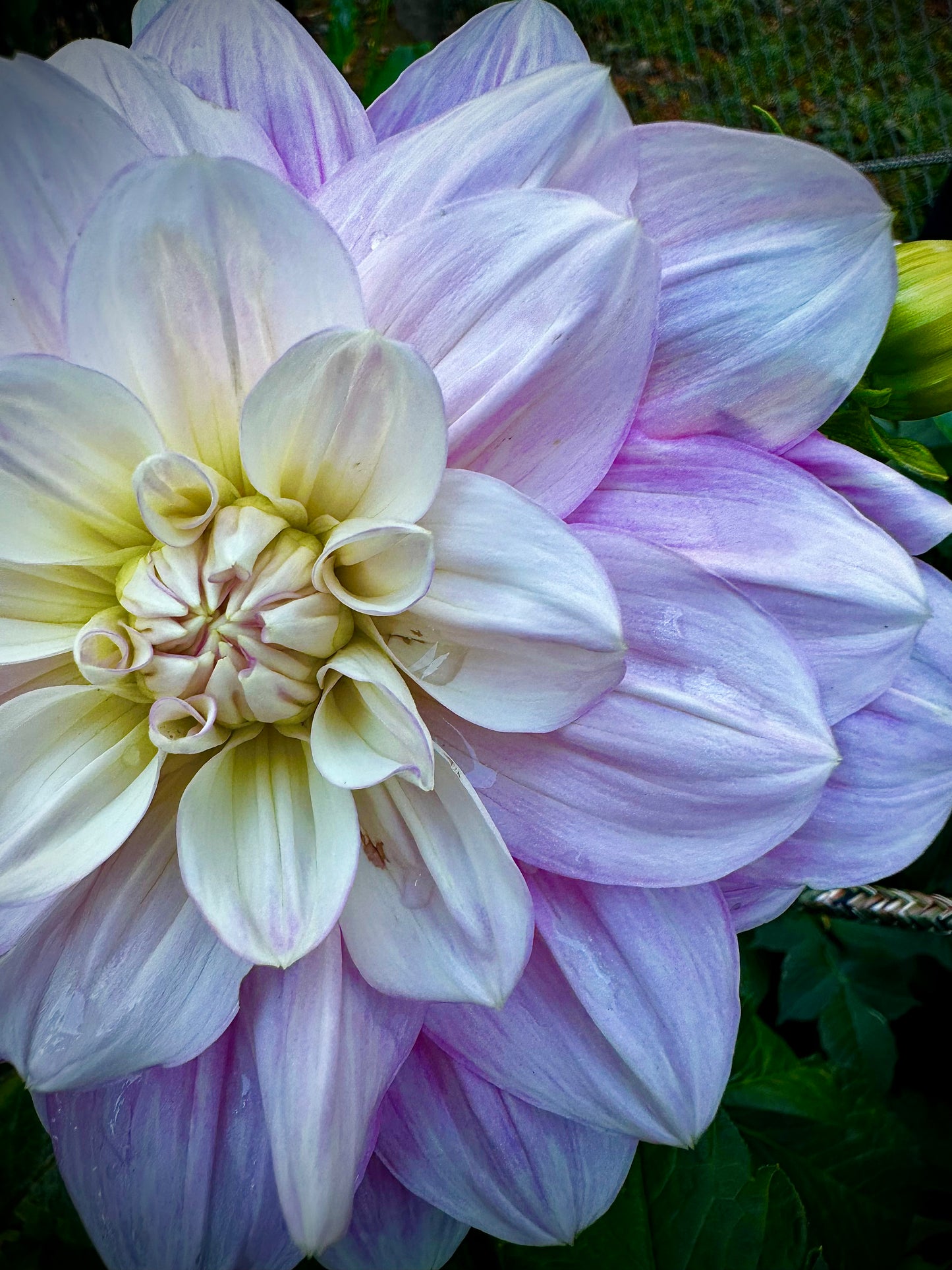 Randi Dawn - Waterlily Dahlia Tuber