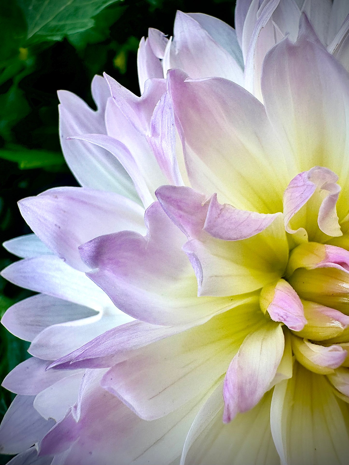 Hollyhill Lilibet - Waterlily Dahlia Tuber