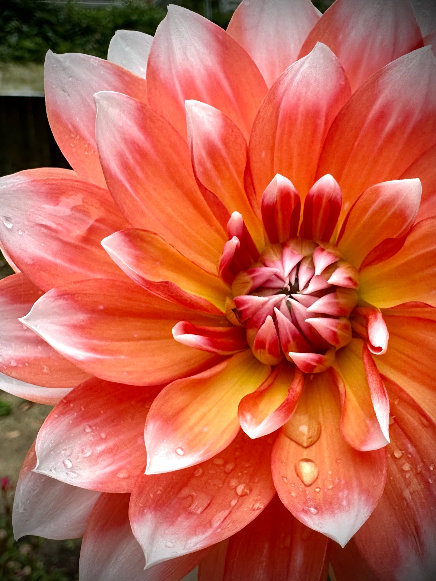 Sandia Candy Corn - Waterlily Dahlia Tuber