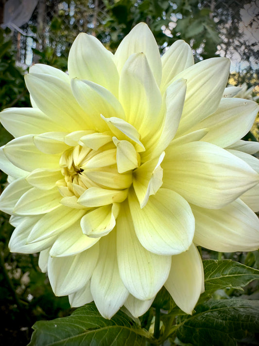 Sandia Showboat - Waterlily Dahlia Tuber