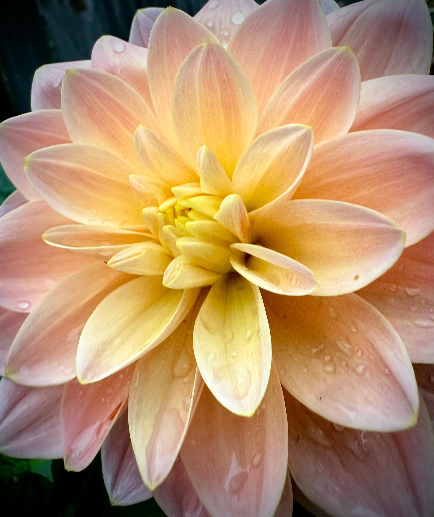 Mister Frans - Waterlily Dahlia Tuber