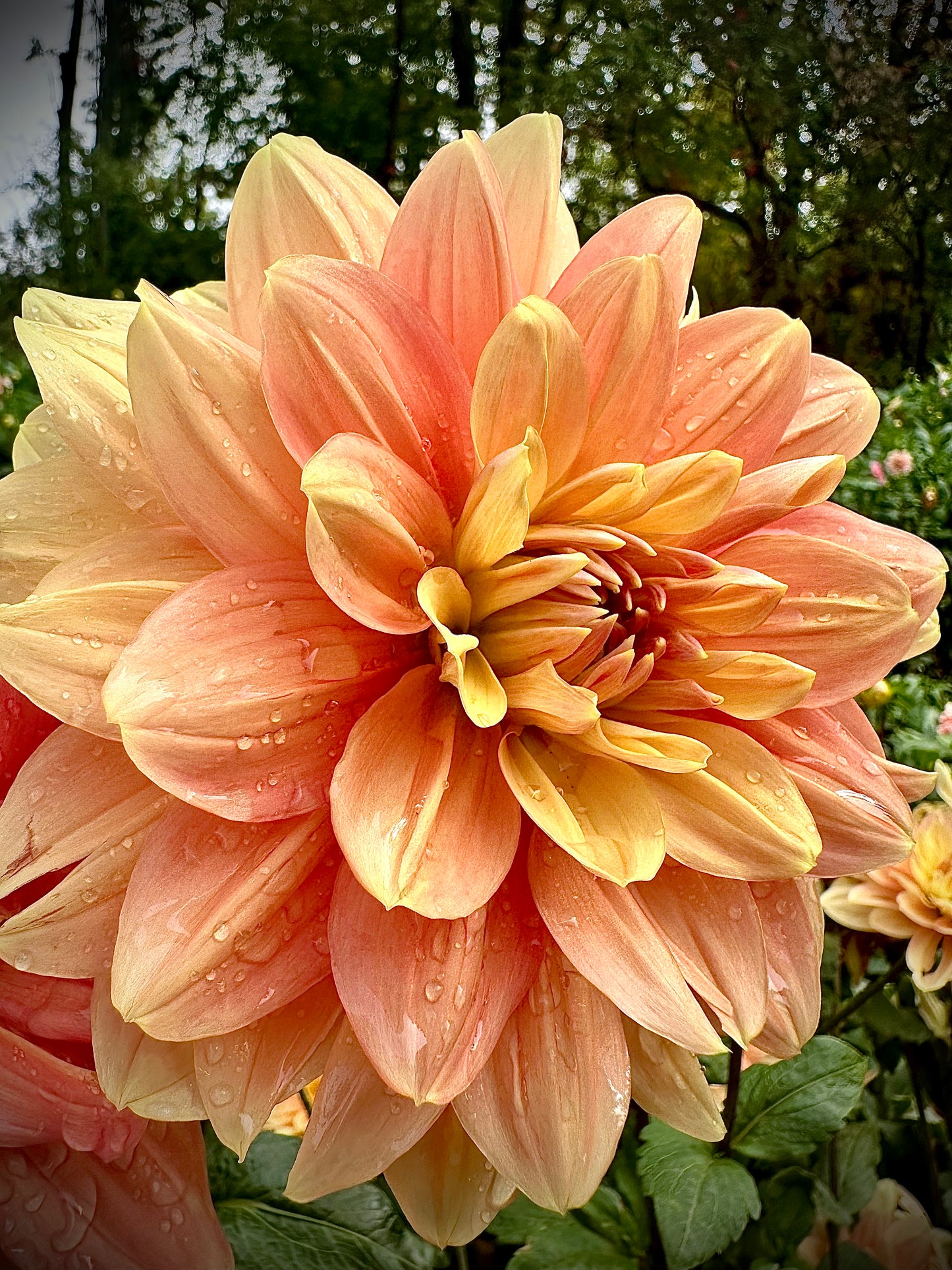My Forever - Waterlily Dahlia Tuber