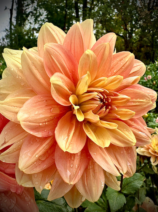 My Forever - Waterlily Dahlia Tuber