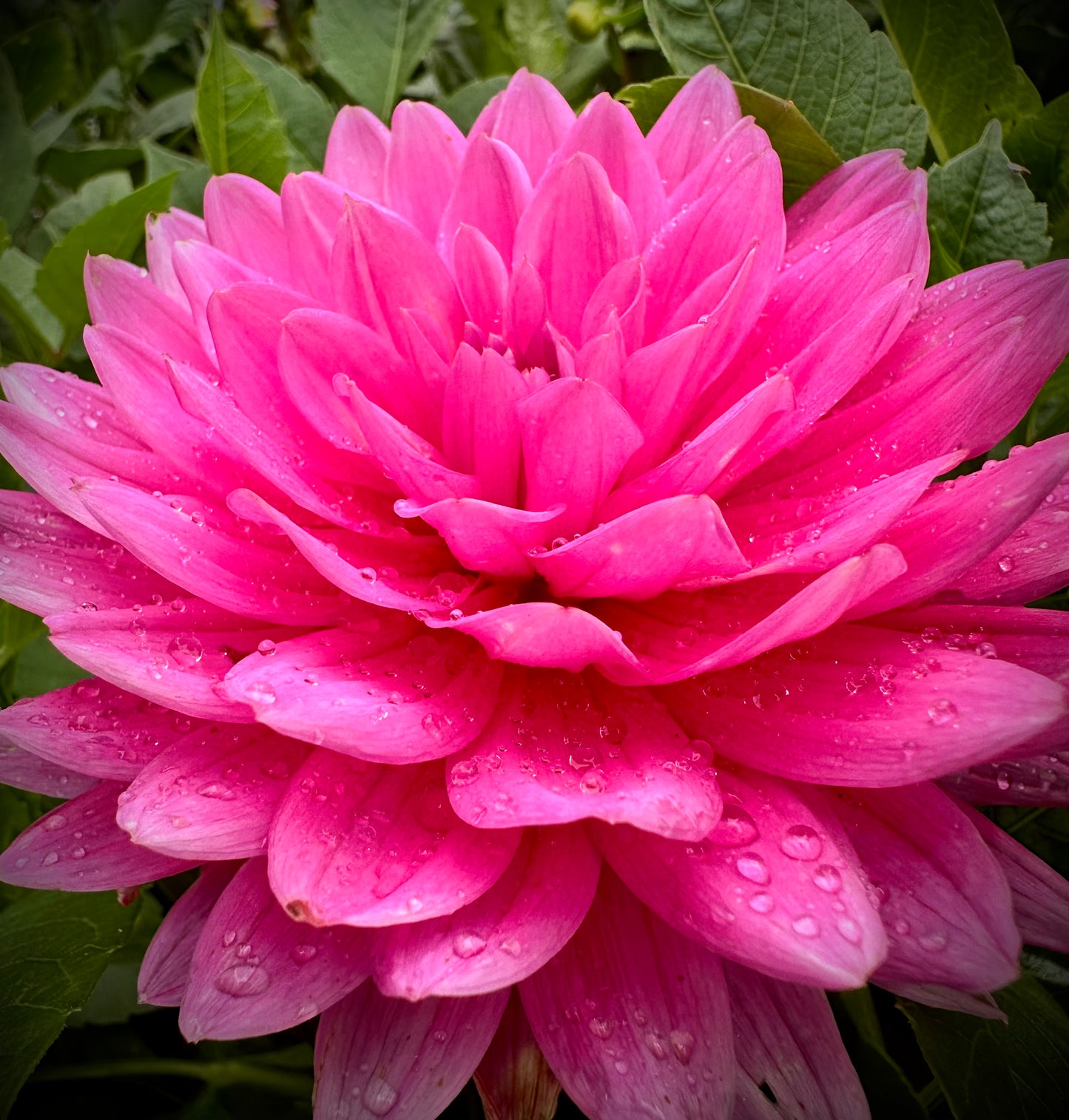 Hollyhill Sweet 16 - Waterlily Dahlia Tuber