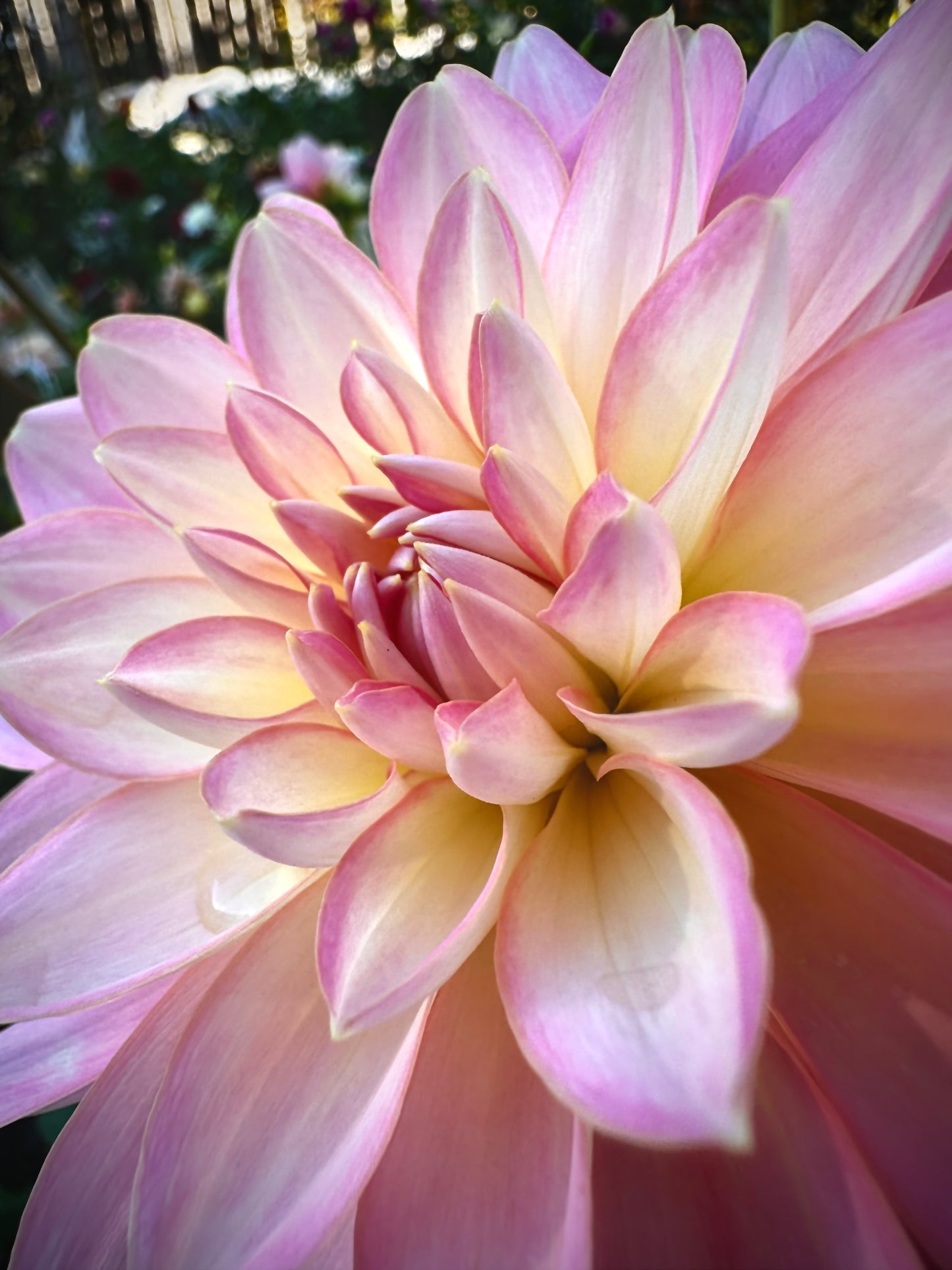 Lotus Linda - Waterlily Dahlia Tuber