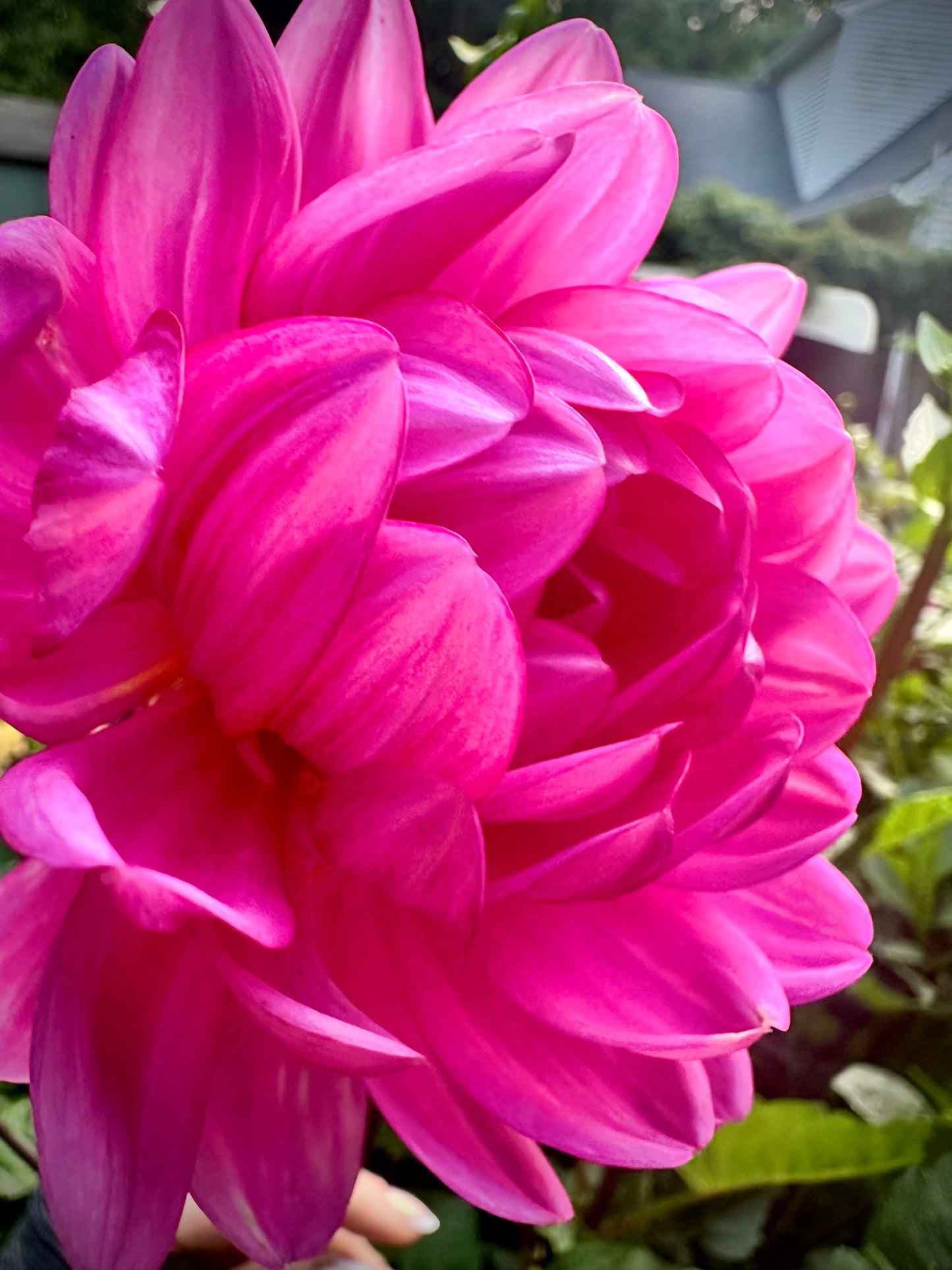 Sandia Lillian - Waterlily Dahlia Tuber