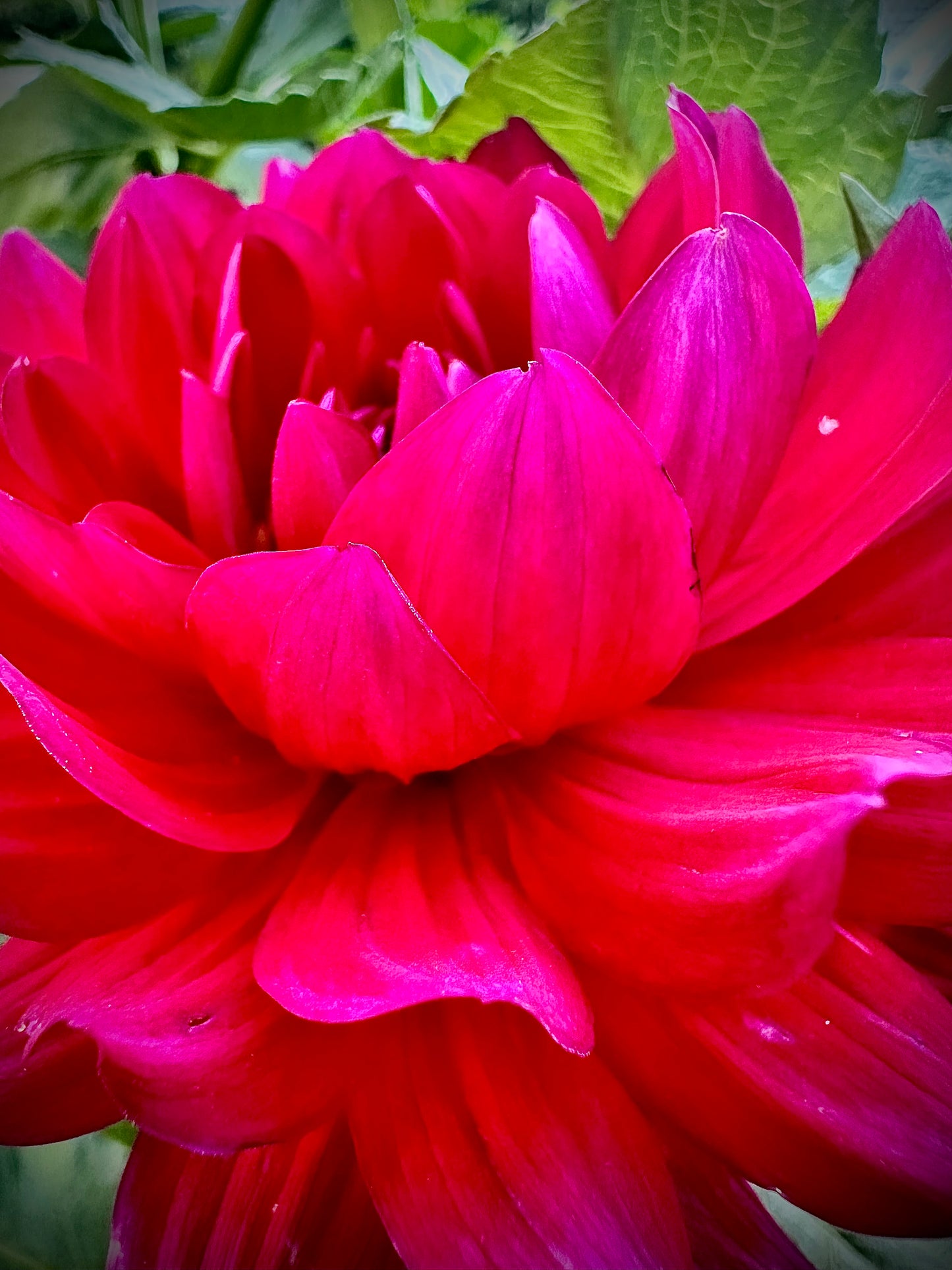 Hollyhill Pandora - Waterlily Dahlia Tuber