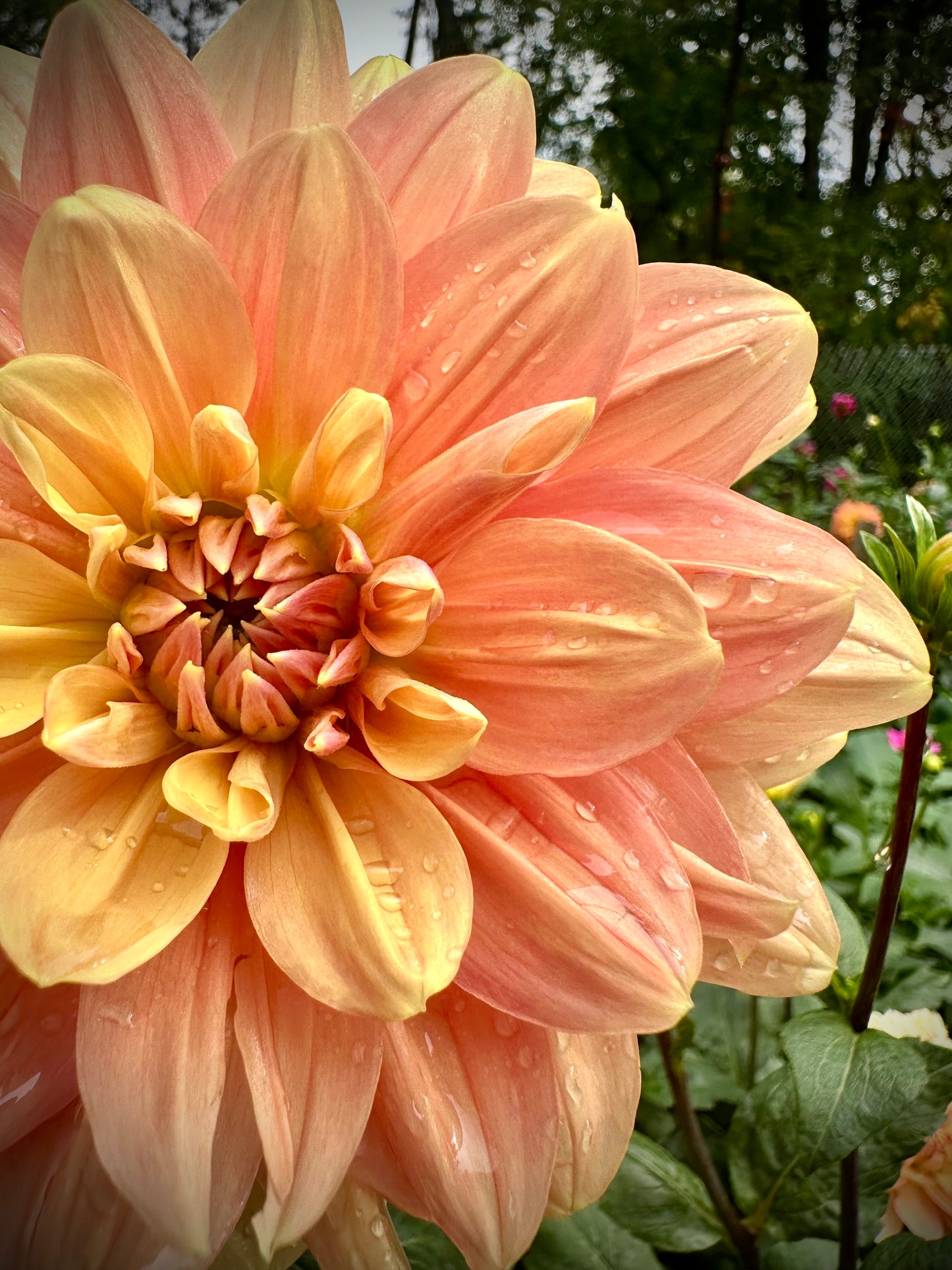 My Forever - Waterlily Dahlia Tuber
