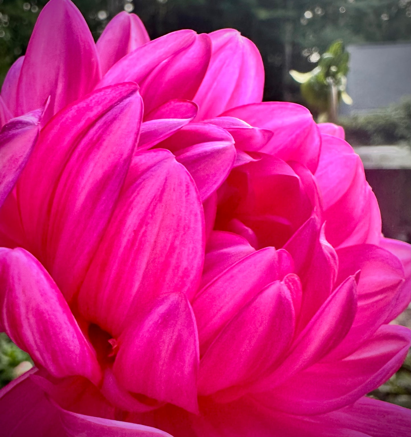 Sandia Lillian - Waterlily Dahlia Tuber
