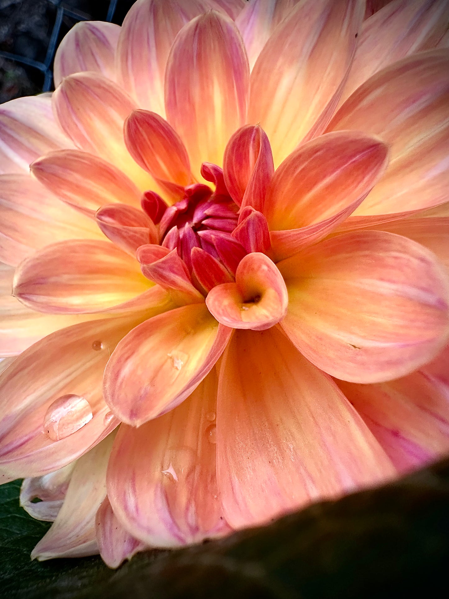 Oregon Sunset - Waterlily Dahlia Tuber