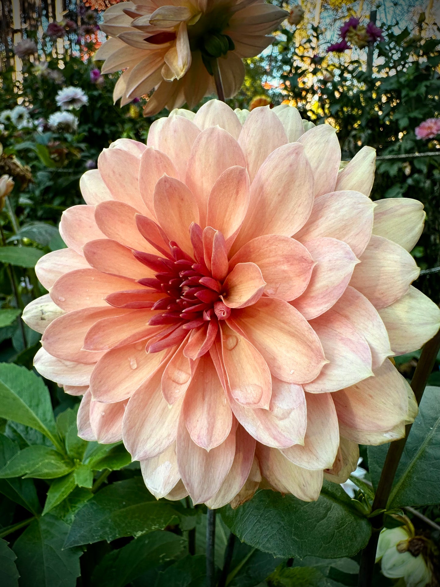 Chateau de la Bourdaisiere - Waterlily Dahlia Tuber
