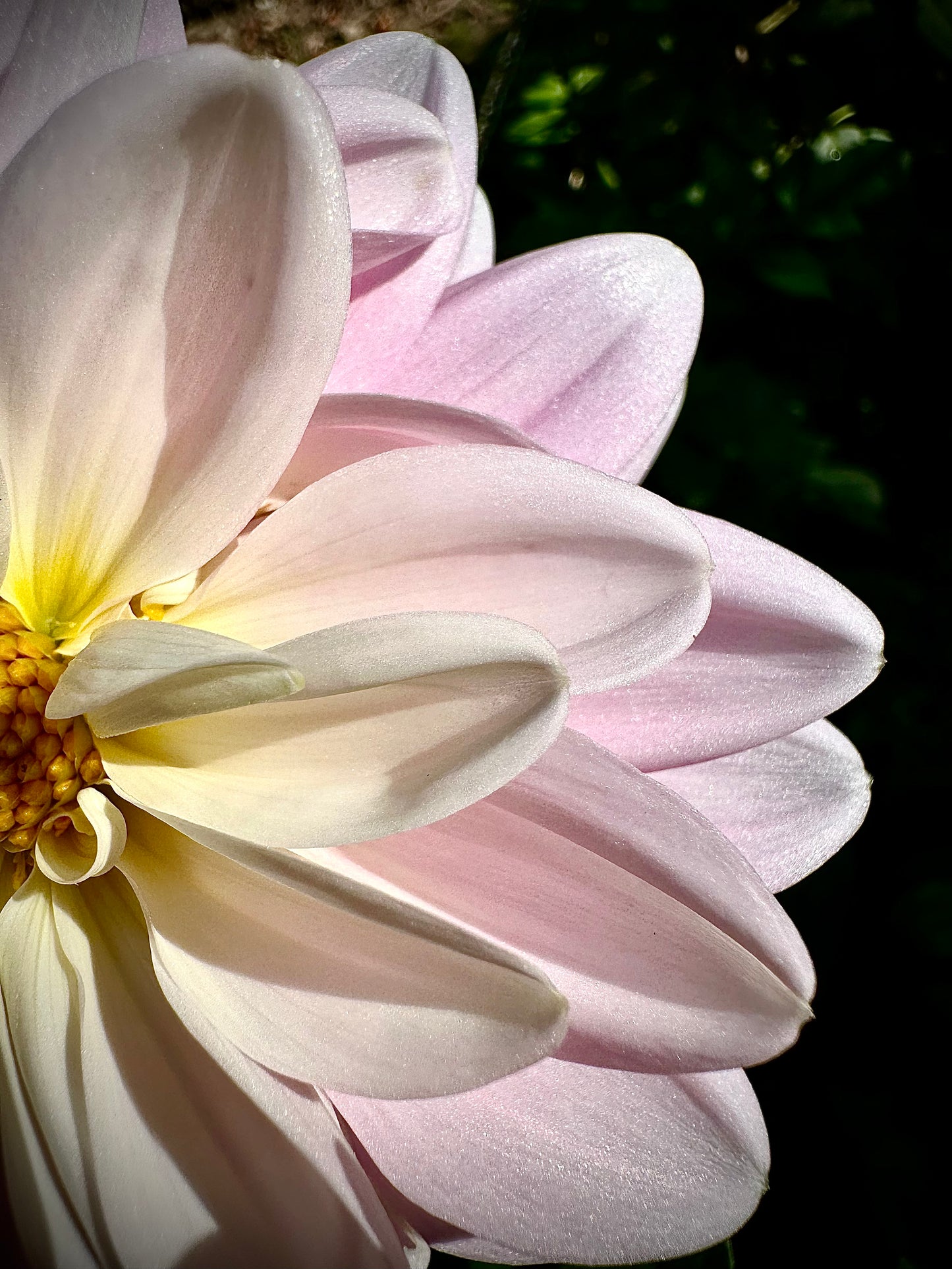 Bracken Ballerina - Waterlily Dahlia Tuber