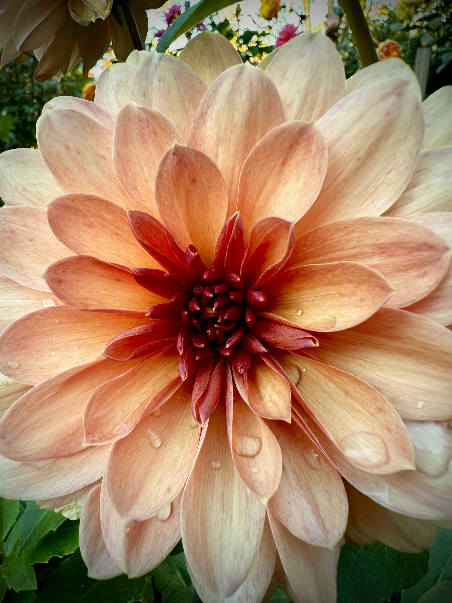 Chateau de la Bourdaisiere - Waterlily Dahlia Tuber
