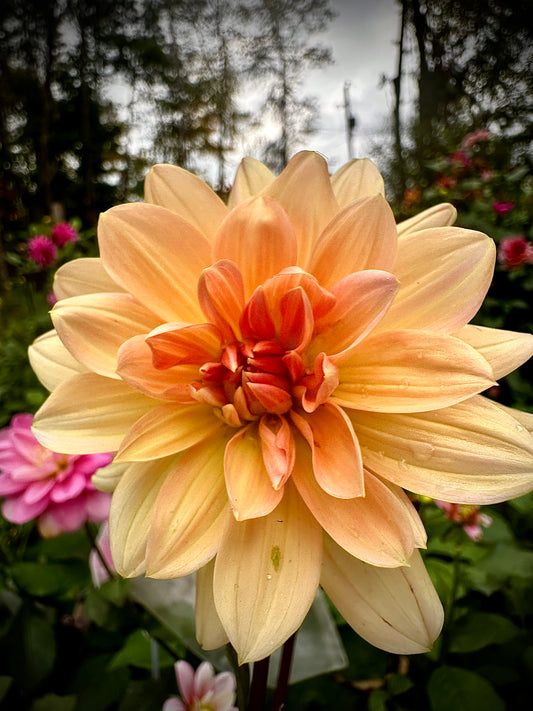Yvonne - Waterlily Dahlia Tuber