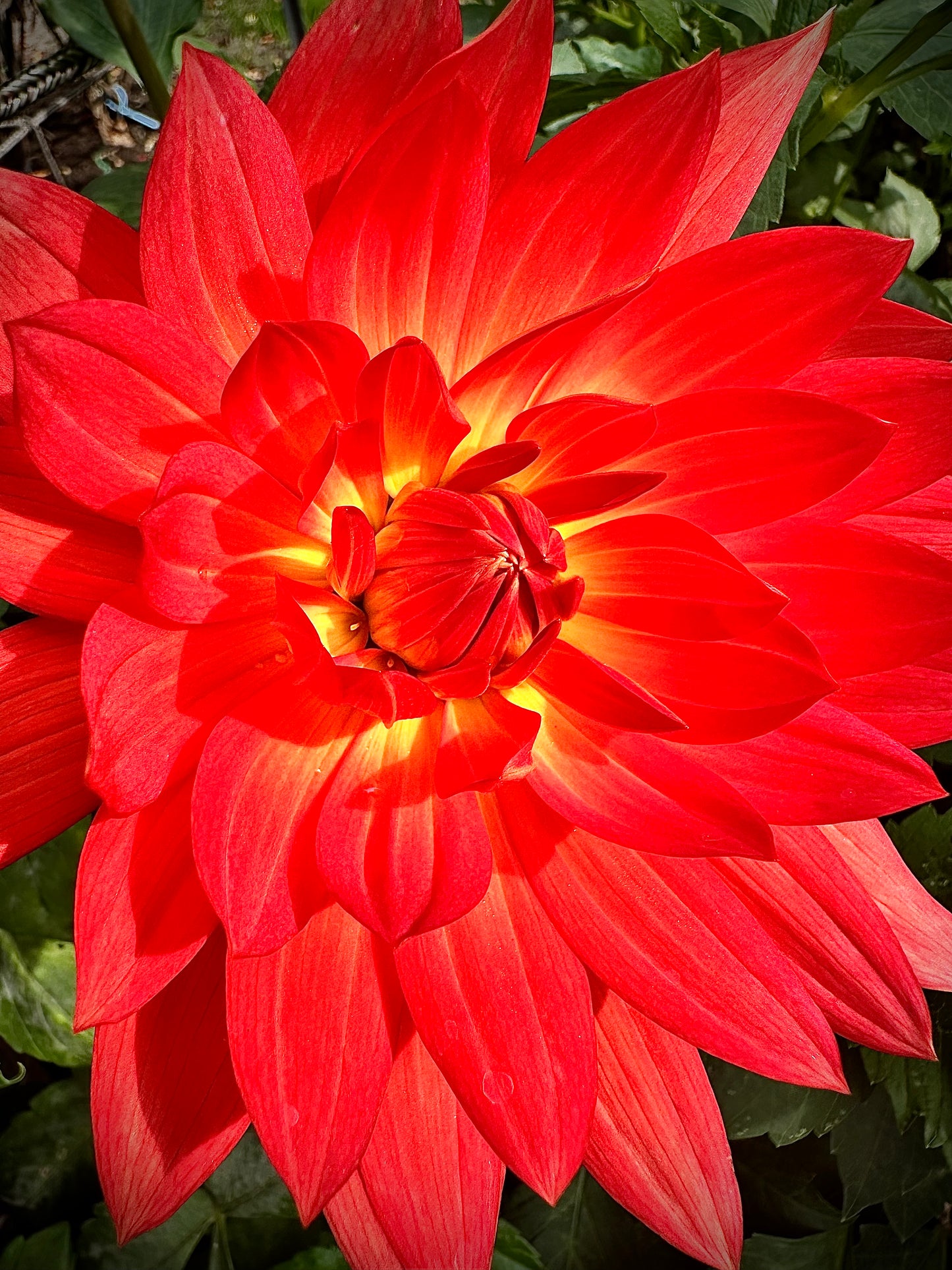 Grace Rushton - Waterlily Dahlia Tuber
