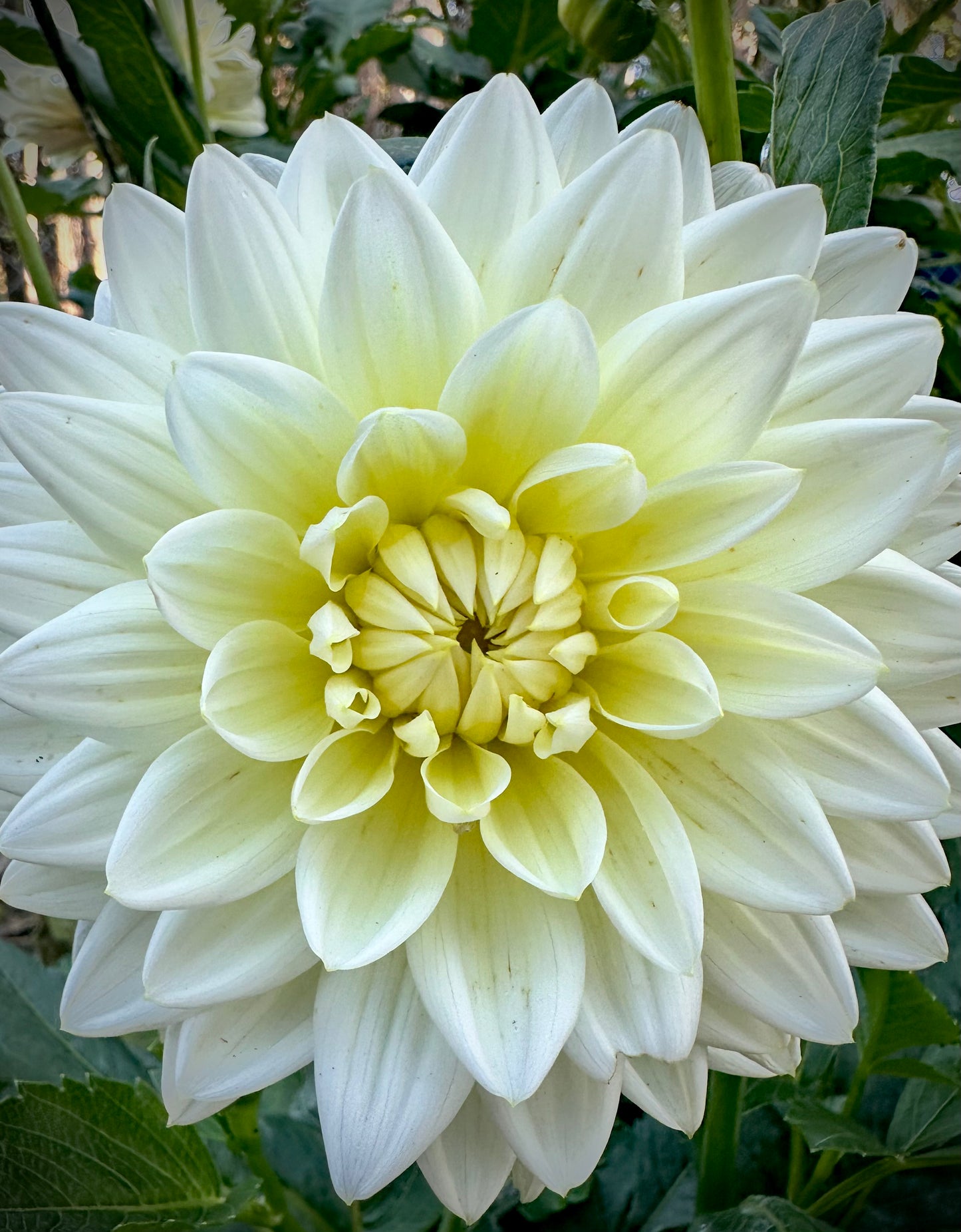 Daydreamer - Waterlily Dahlia Tuber