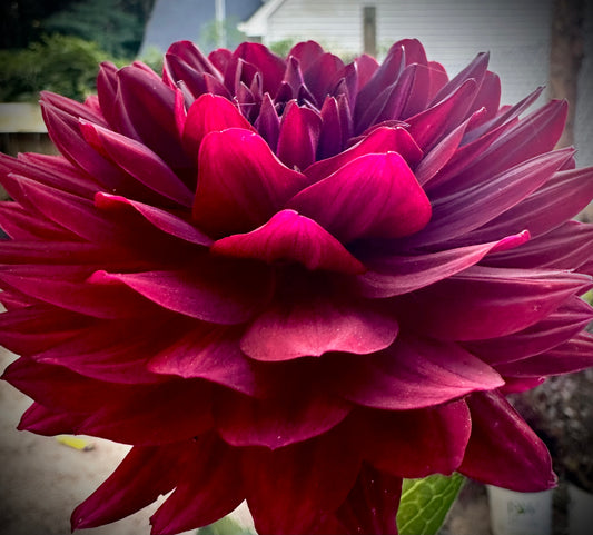 Hollyhill Black Widow - Waterlily Dahlia Tuber