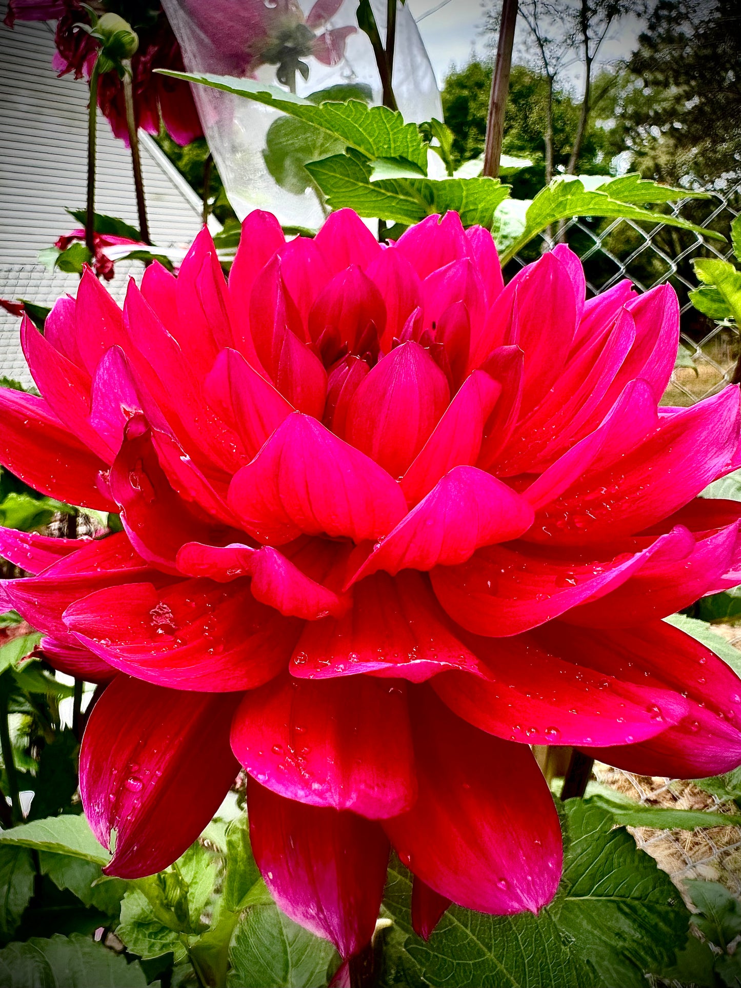 Hollyhill Pandora - Waterlily Dahlia Tuber