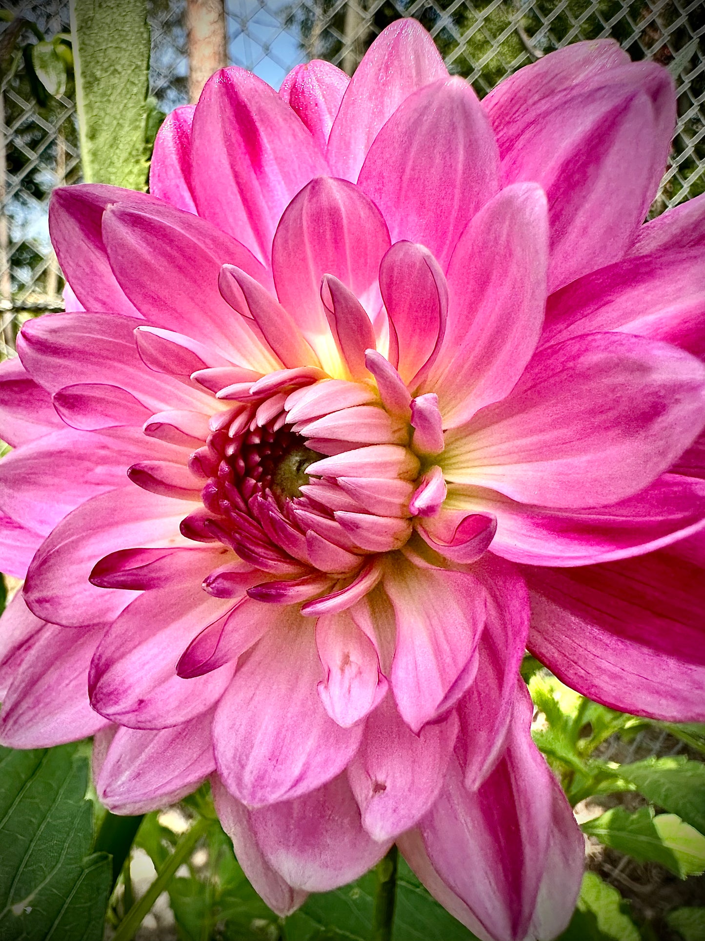 Felida Mermaid - Waterlily Dahlia Tuber