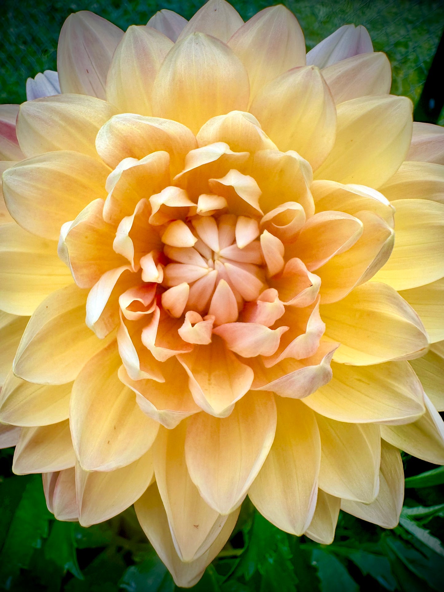 Sandia Susan - Waterlily Dahlia Tuber