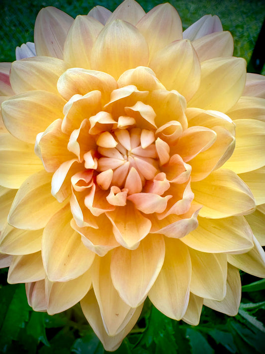 Sandia Susan - Waterlily Dahlia Tuber