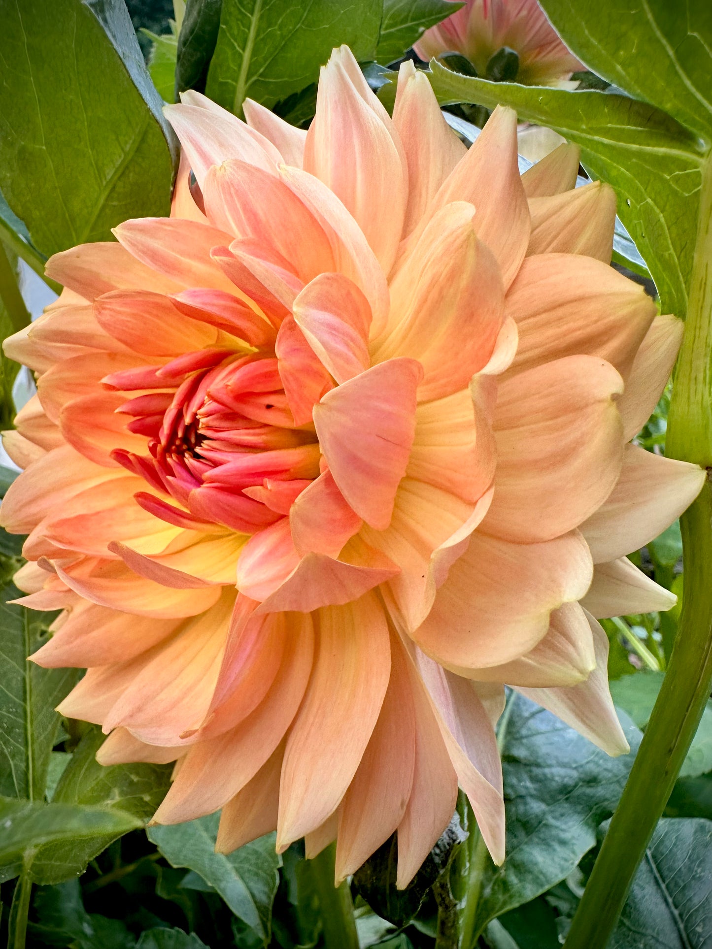 Fawn - Waterlily Dahlia Tuber