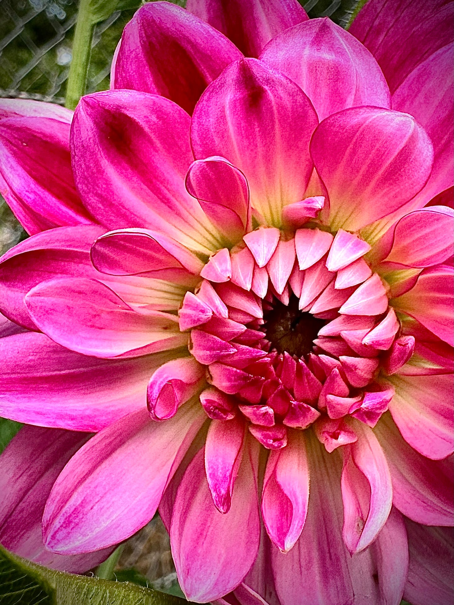 Felida Mermaid - Waterlily Dahlia Tuber