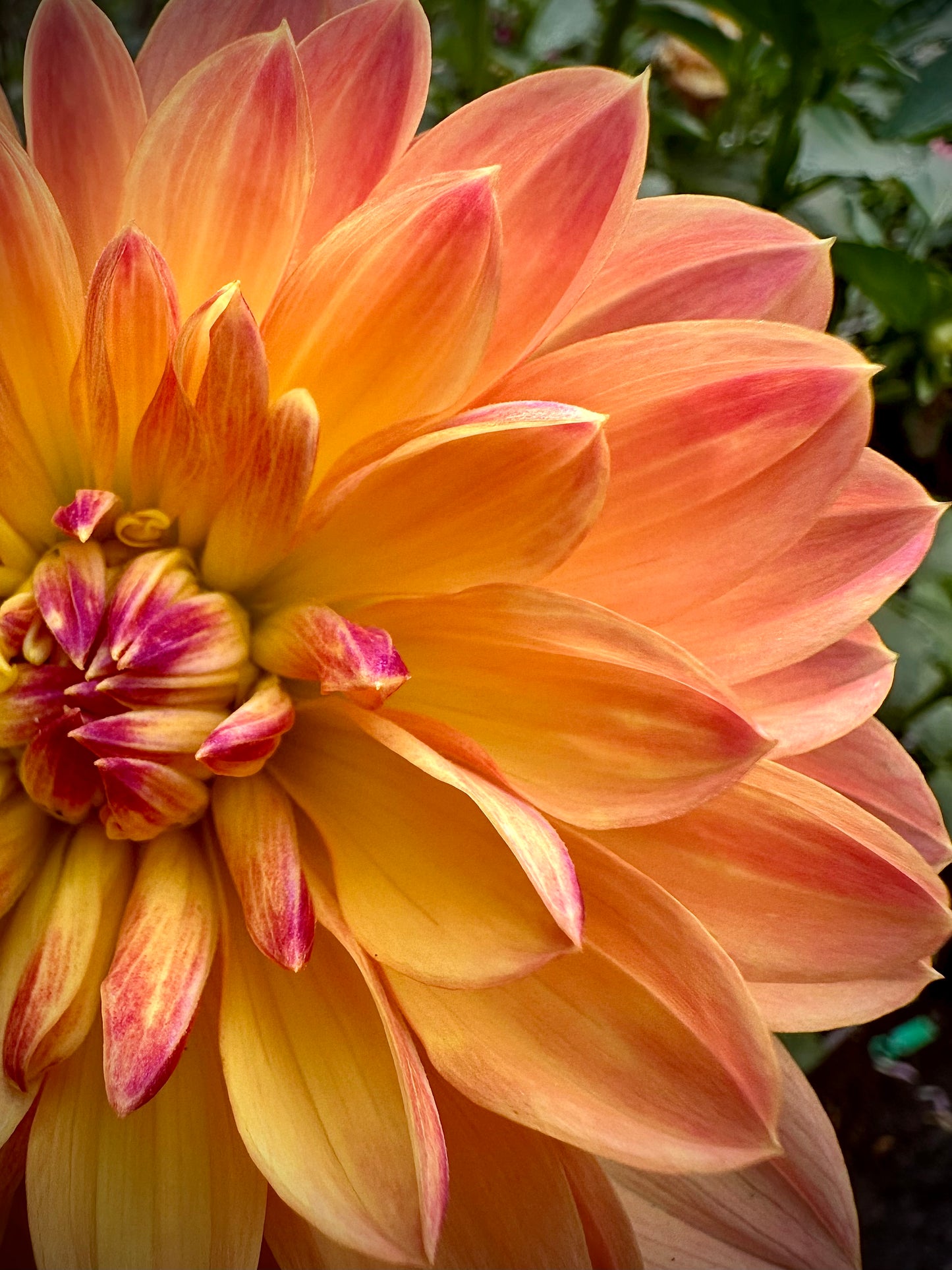 Pam Howden - Waterlily Dahlia Tuber