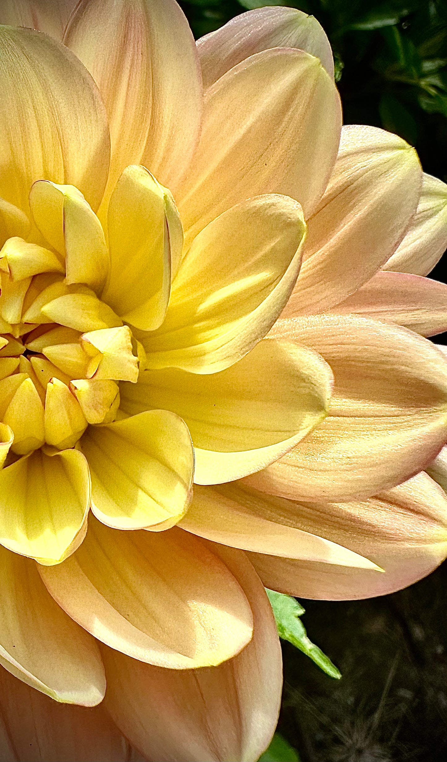 Hollyhill Serenity - Waterlily Dahlia Tuber