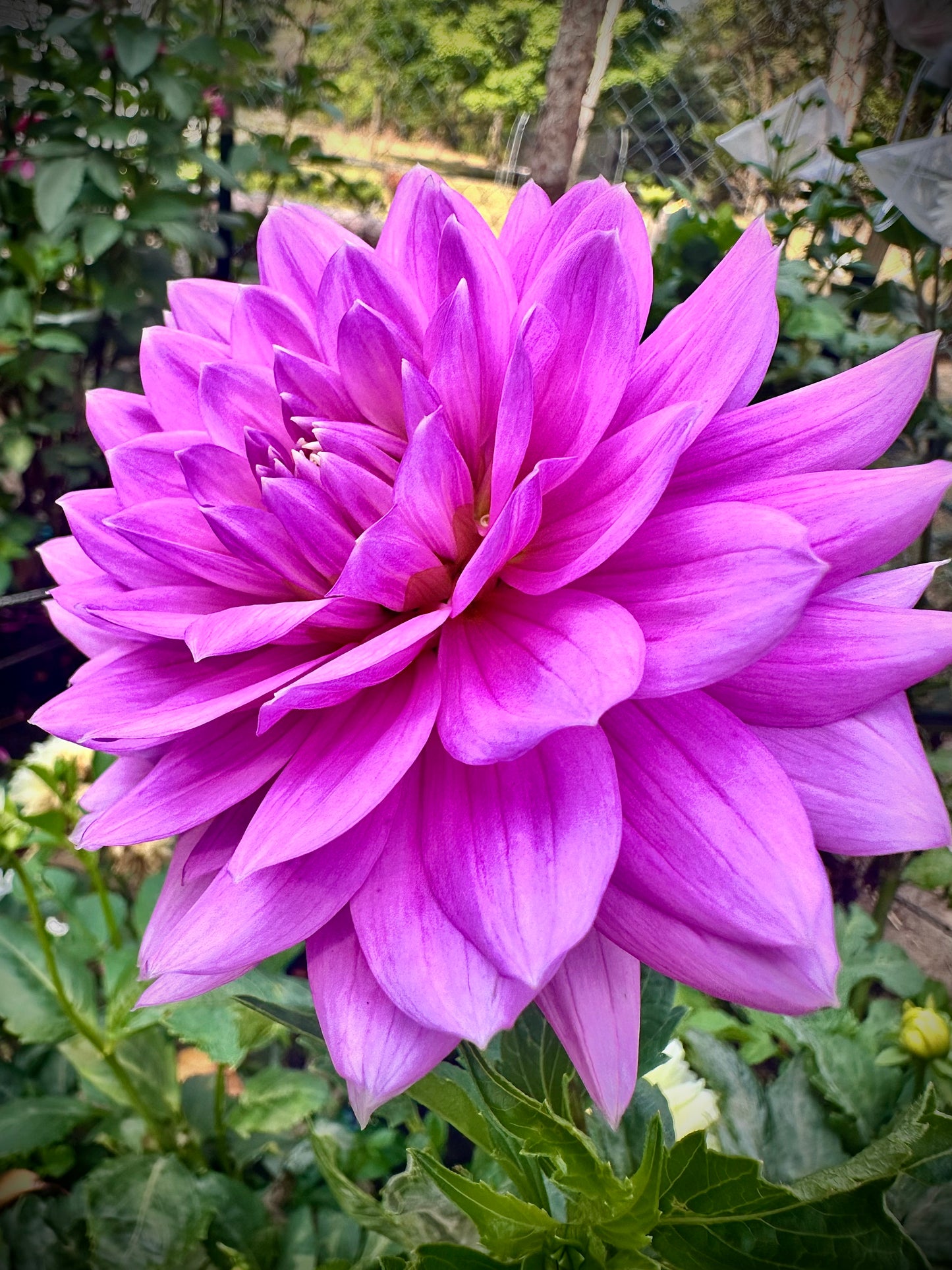 Kari Blue - Waterlily Dahlia Tuber