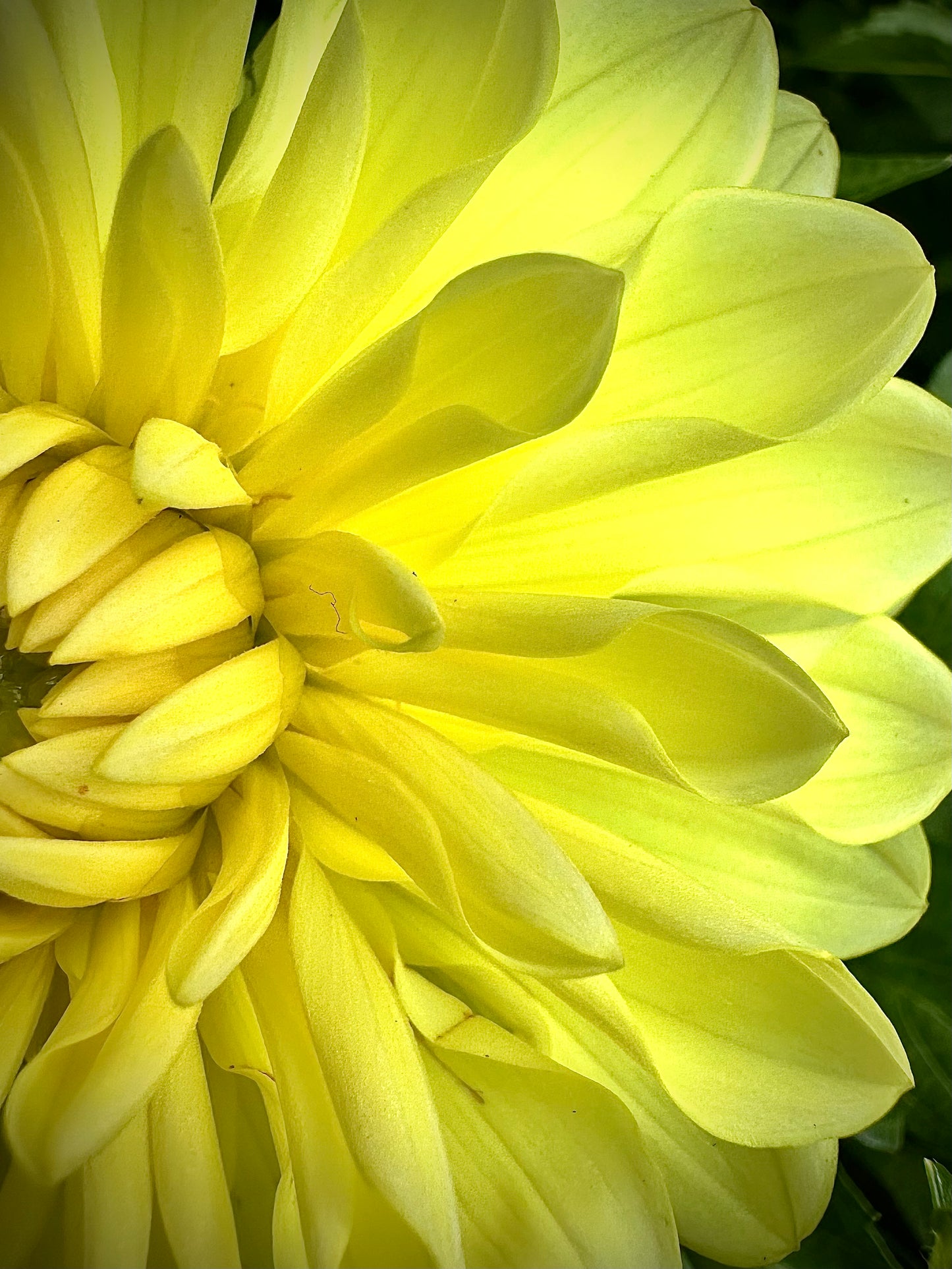 Sandia Joy - Waterlily Dahlia Tuber