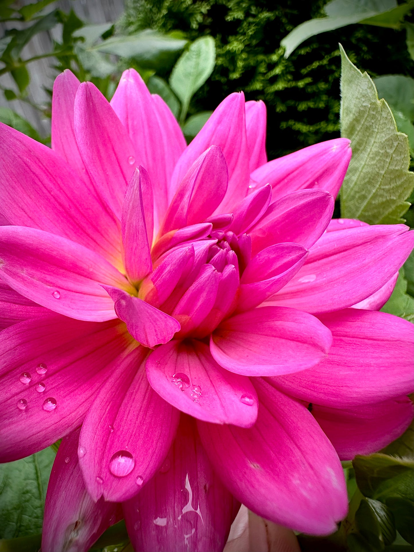 Hollyhill Sweet 16 - Waterlily Dahlia Tuber