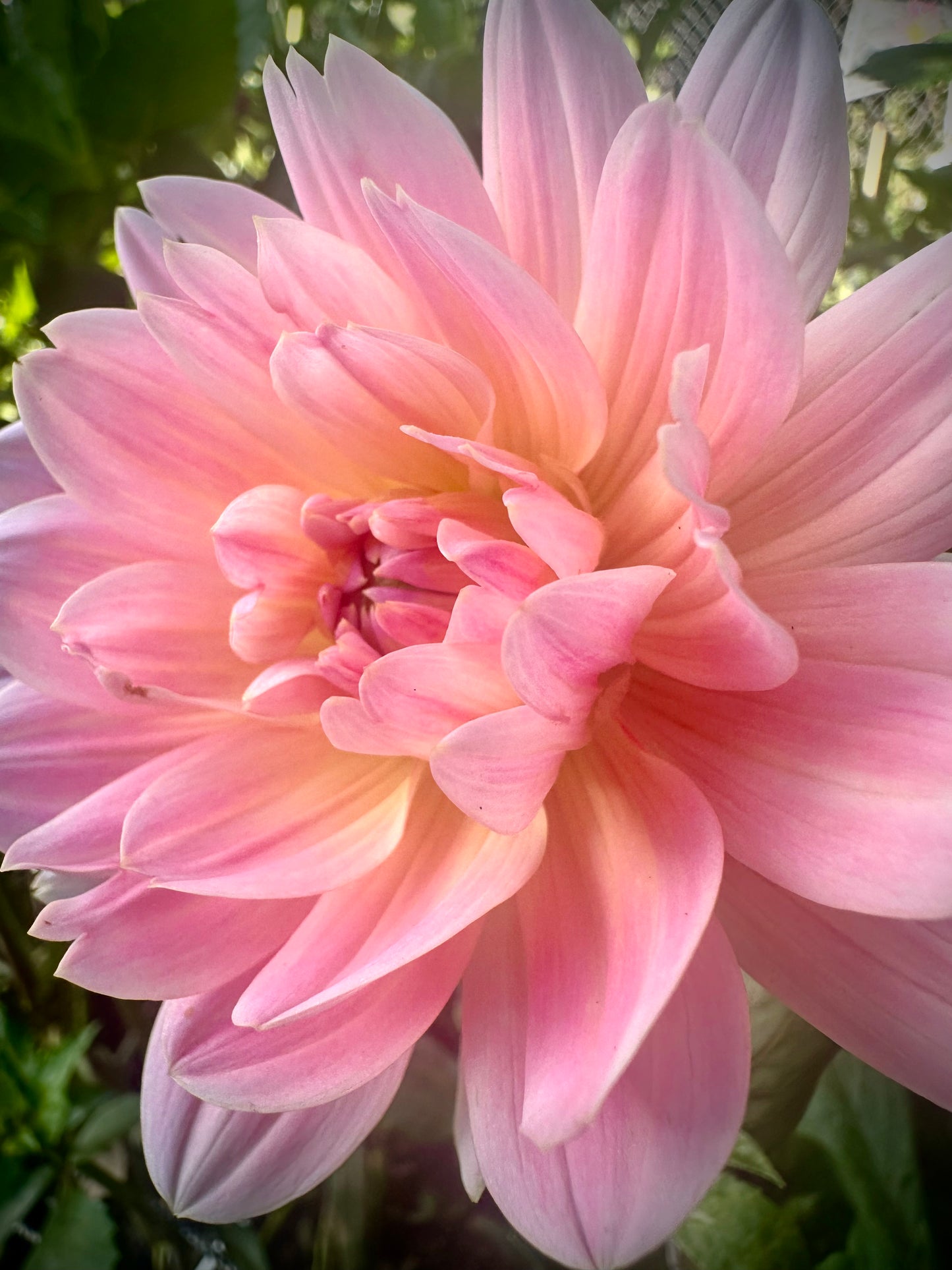 Twiggy - Waterlily Dahlia Tuber