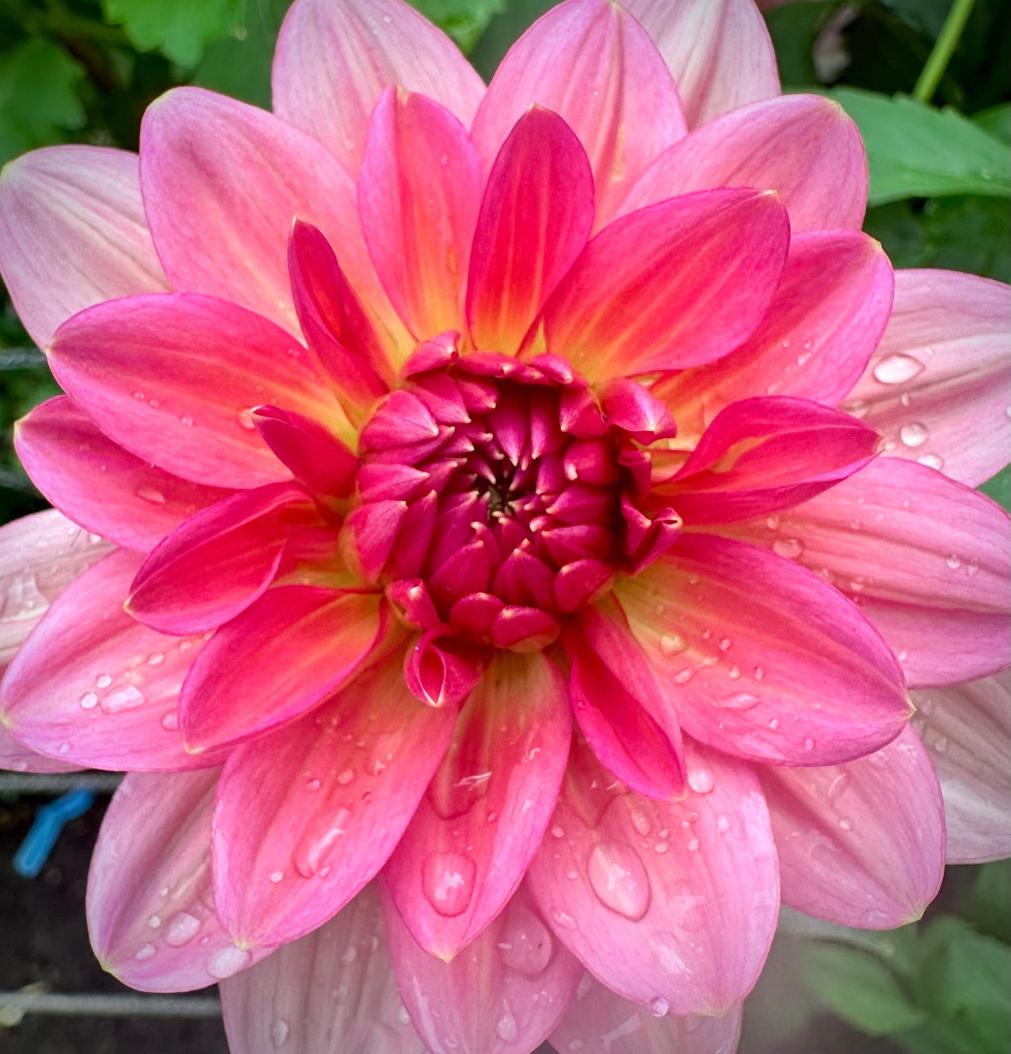 Sourire De Crozon - Waterlily Dahlia Tuber